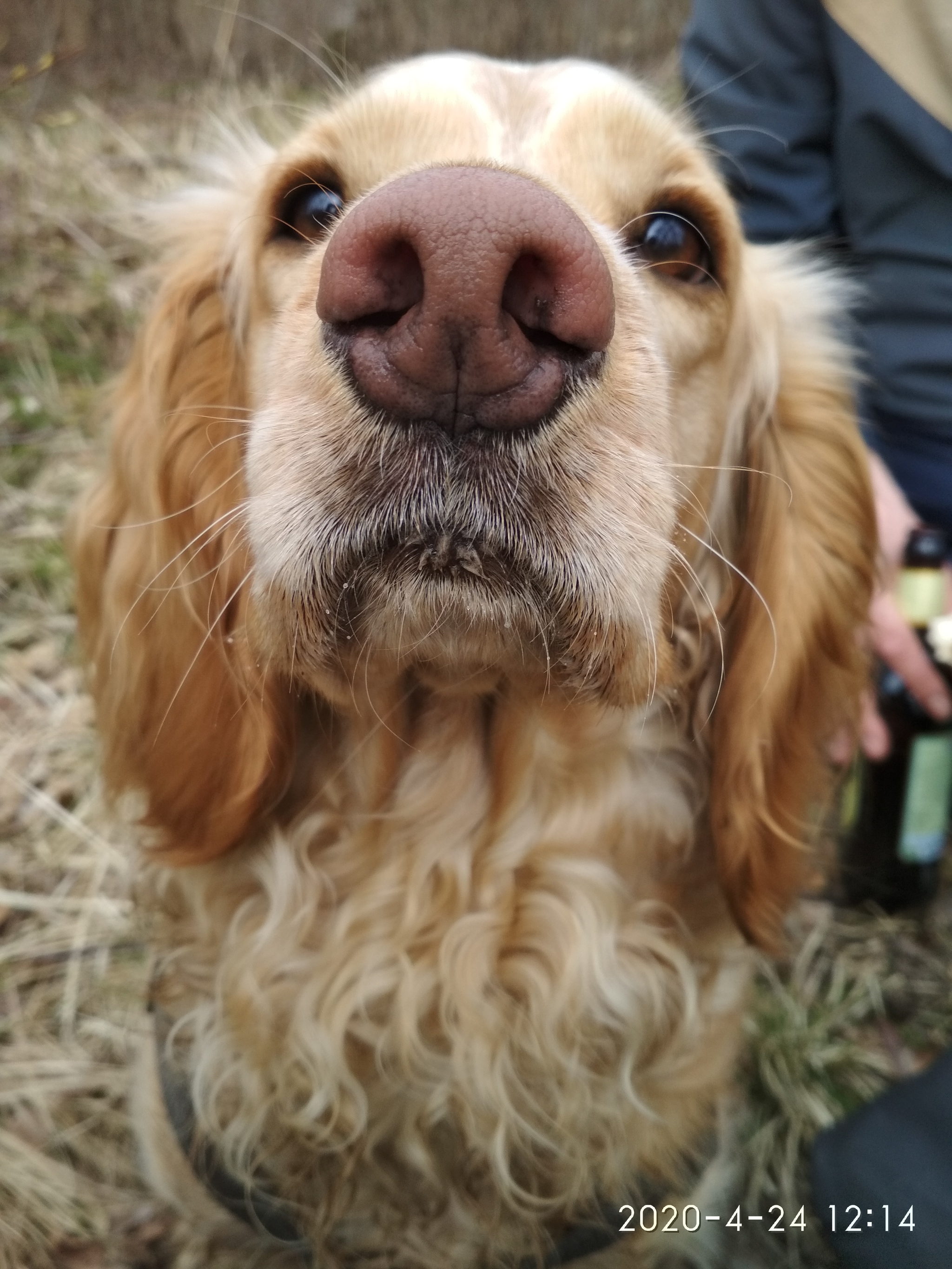 It was - it was. Cocker version - My, It Was-It Was, Cocker Spaniel, Good boy, Longpost, Dog