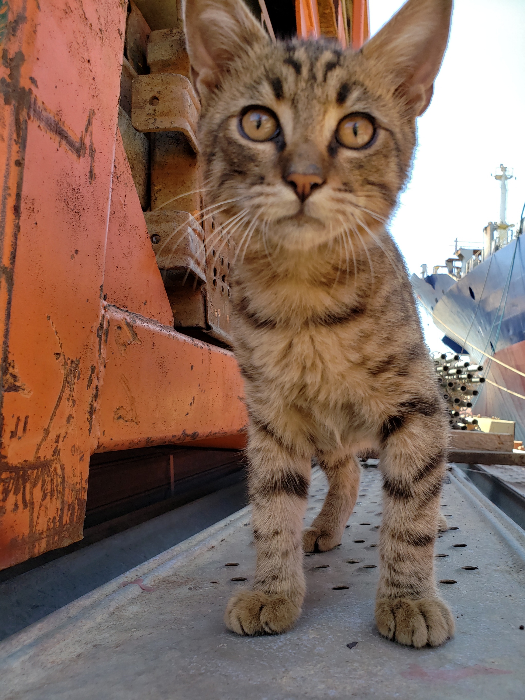 cat - My, Dry dock, Turkey, Sailors, Longpost, cat, Port