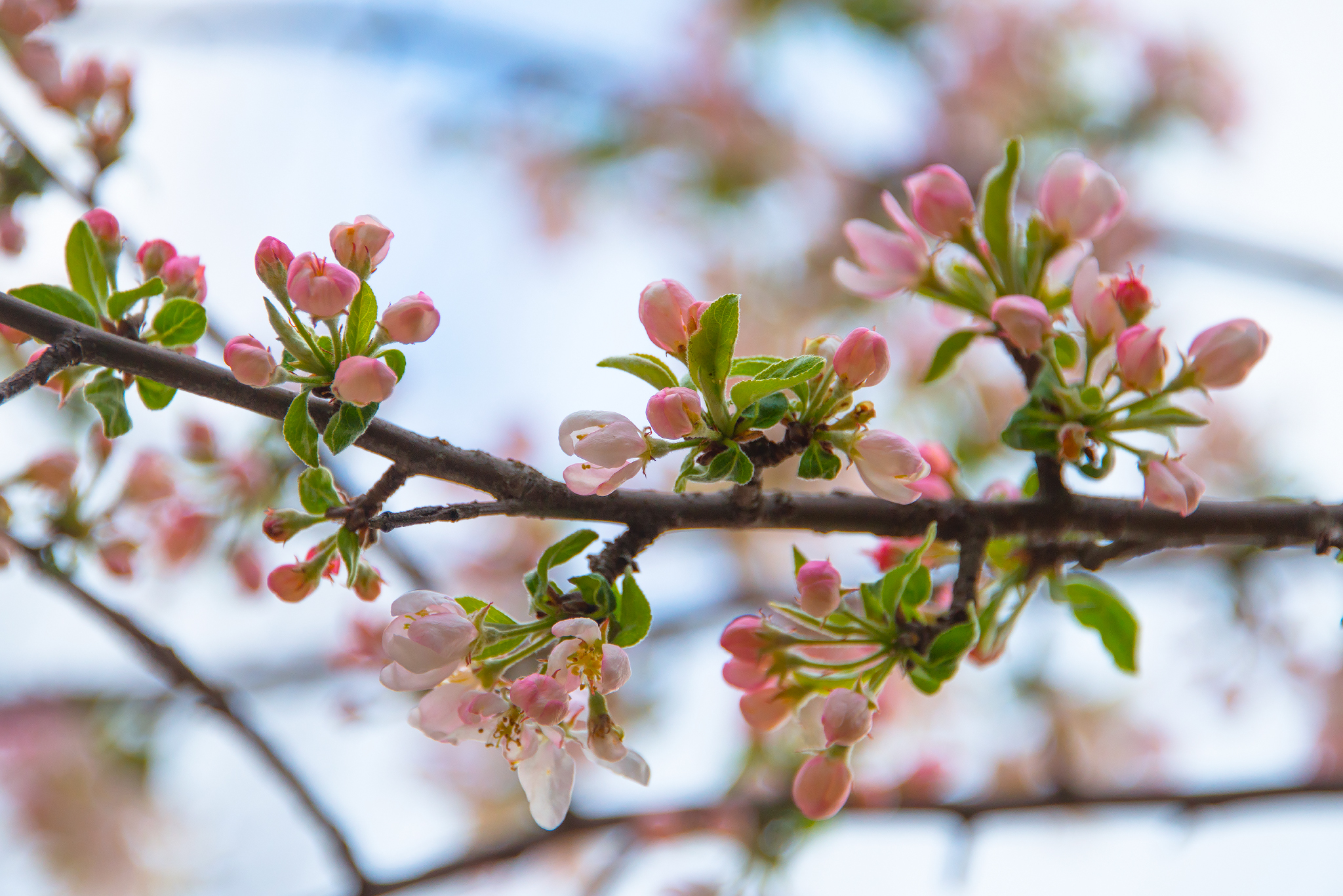 Wild apple tree blooms - My, Apple tree, Bloom, Spring, Longpost