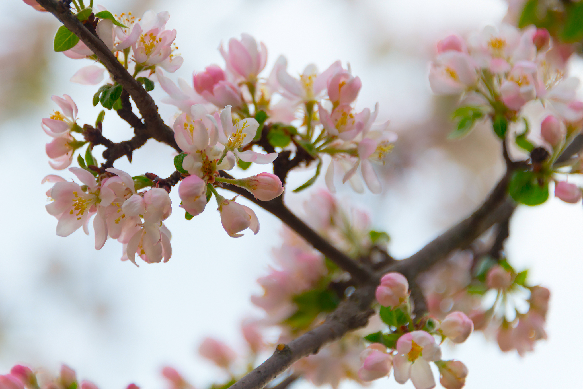 Wild apple tree blooms - My, Apple tree, Bloom, Spring, Longpost