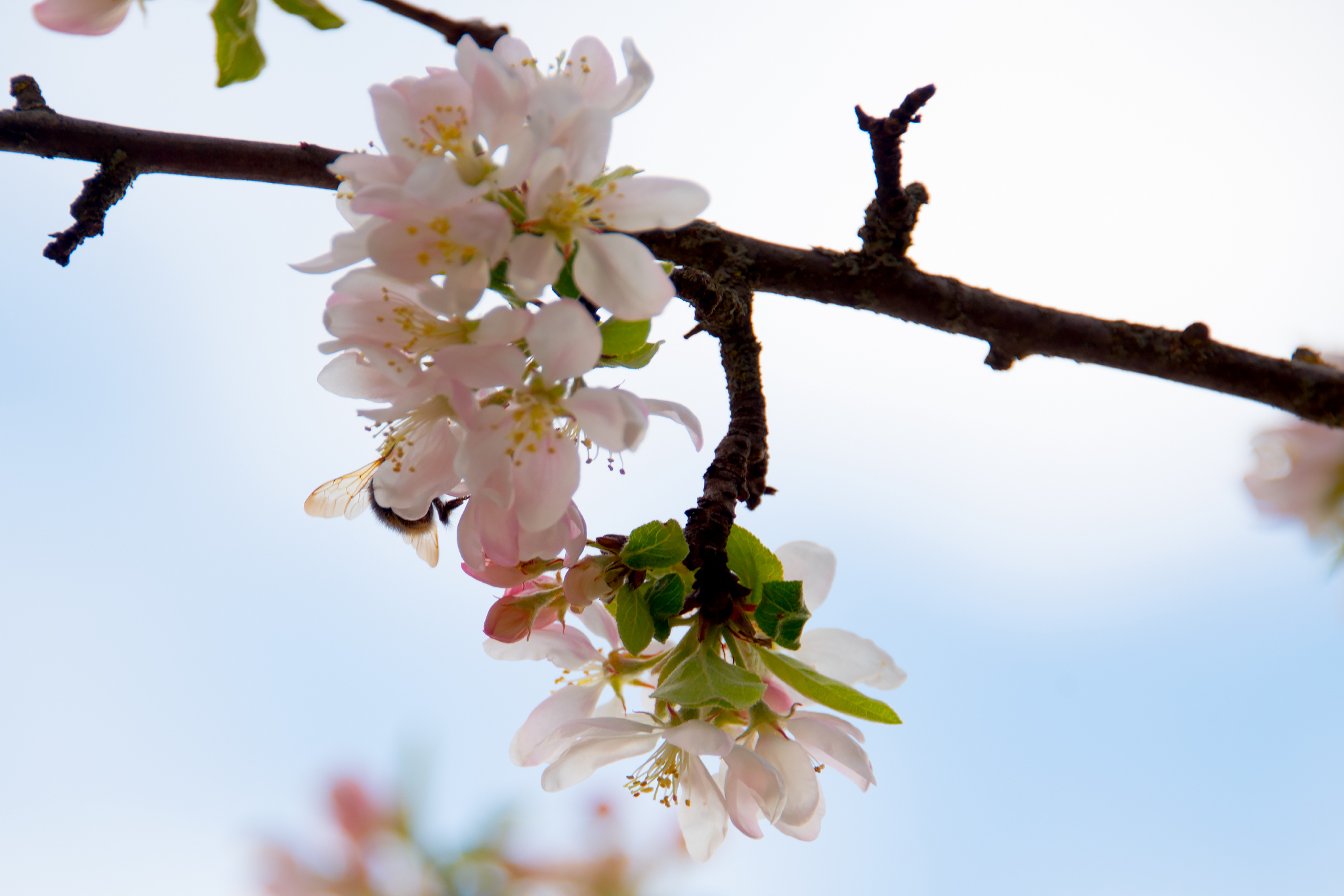 Wild apple tree blooms - My, Apple tree, Bloom, Spring, Longpost