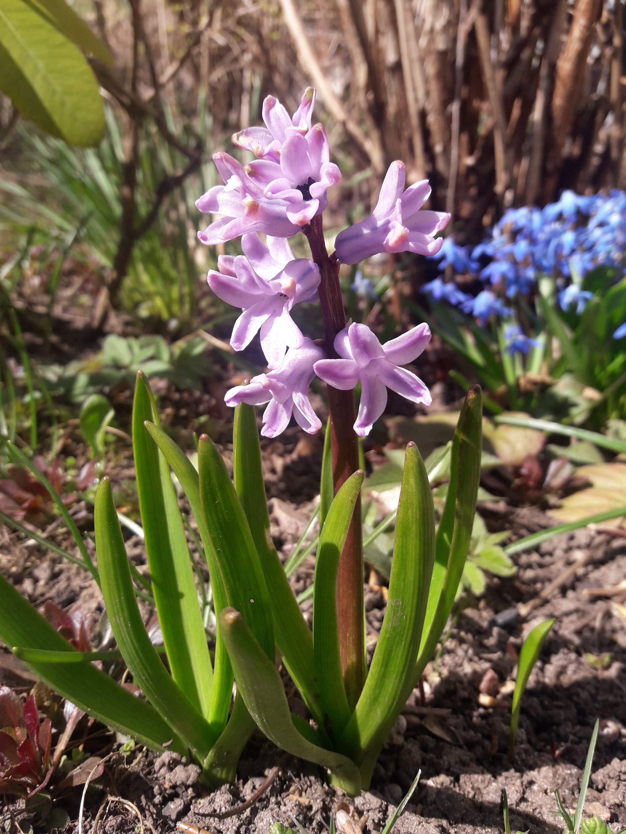 Early spring this year - My, Spring, Flowers, Longpost