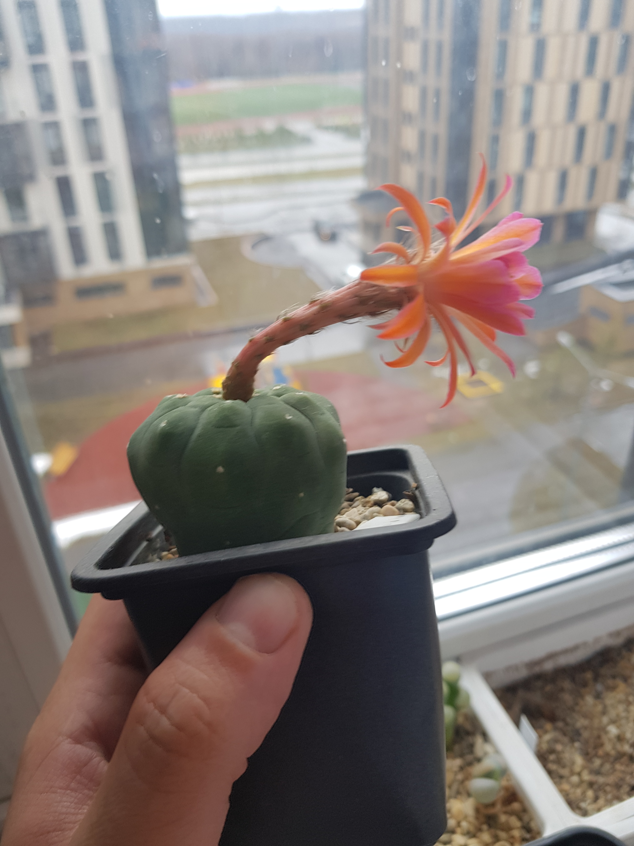 The cactus has bloomed - My, Cactus, Blooming cacti, Longpost