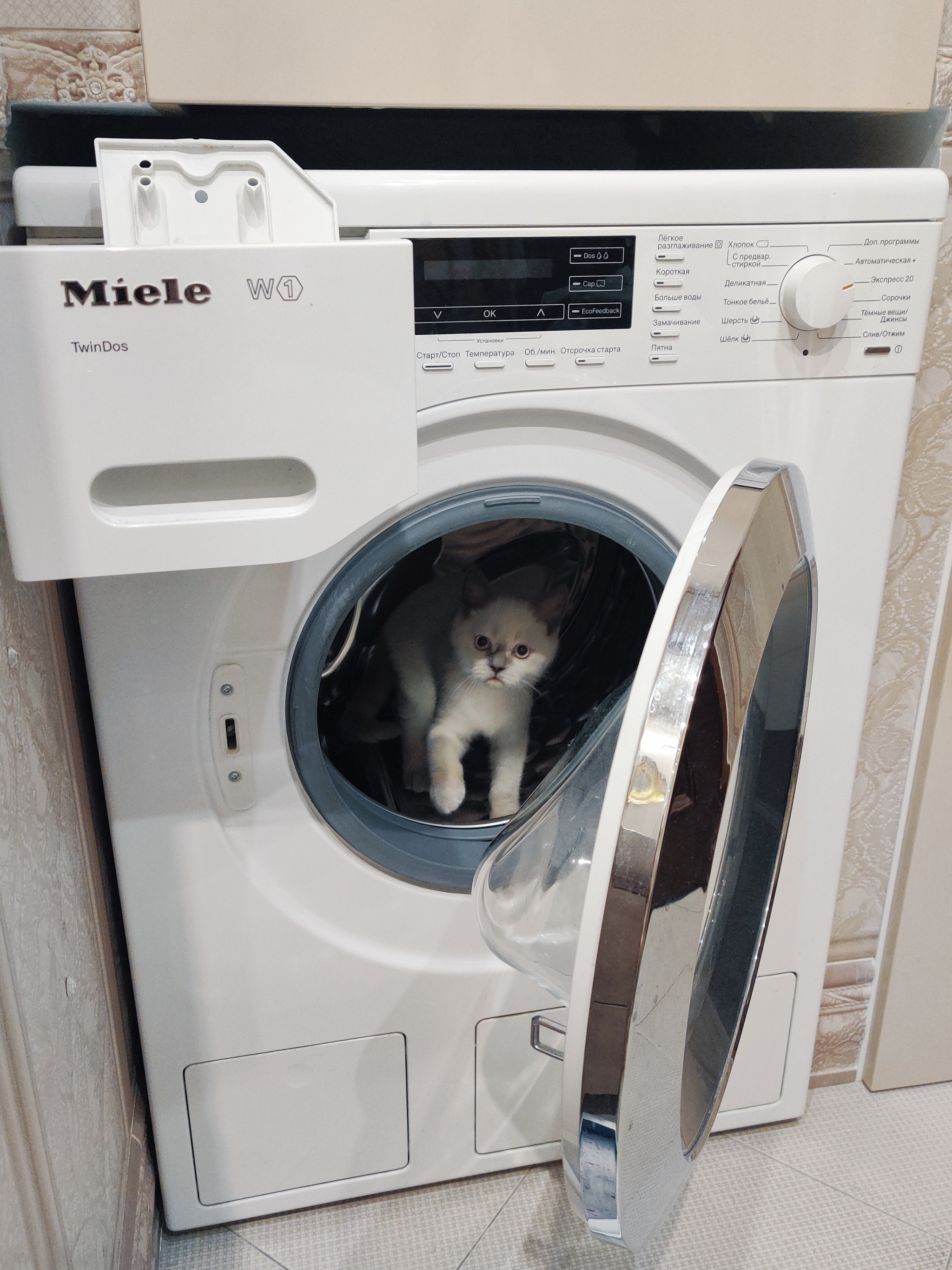 Кот в стиральной машинке. Котенок в стиральной машине. Котик на машинке. Кот в стерянной машине. Cat washing