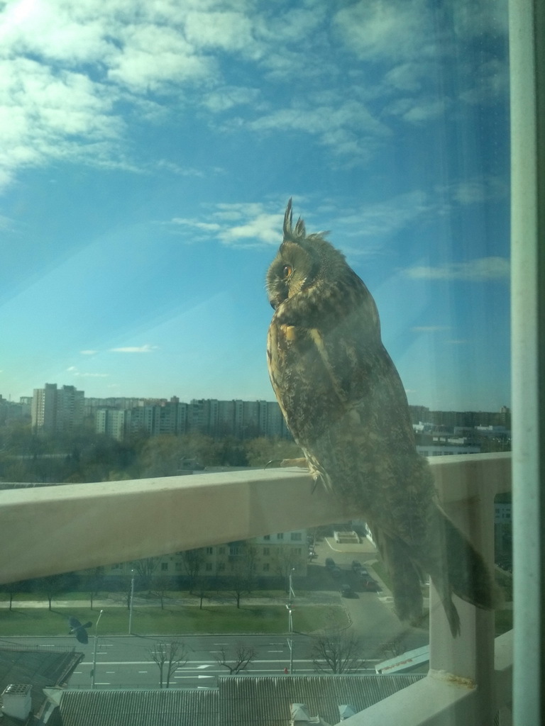 Nature has cleared up so much that owls have begun to return to Minsk! - Owl, Minsk, Longpost, Owl, Republic of Belarus