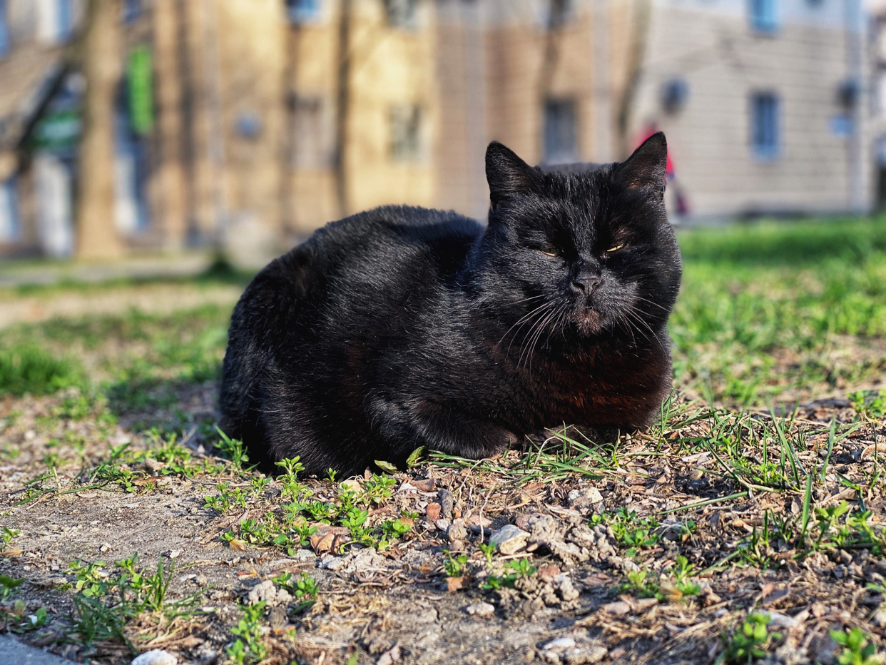 Weekend photo IV - My, cat, The photo, Longpost, Fat cats