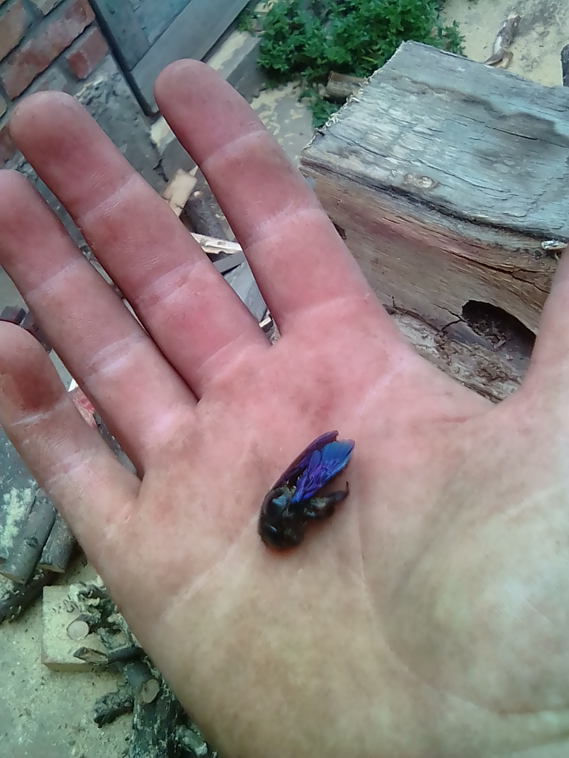 Carpenter Bee - My, Bees, Insects, Hive, Longpost