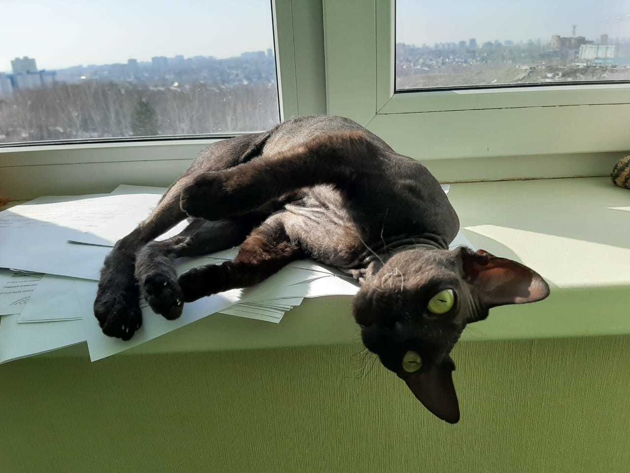 My sister's cat - My, St. Petersburg Sphinx, It Was-It Was, Longpost, cat