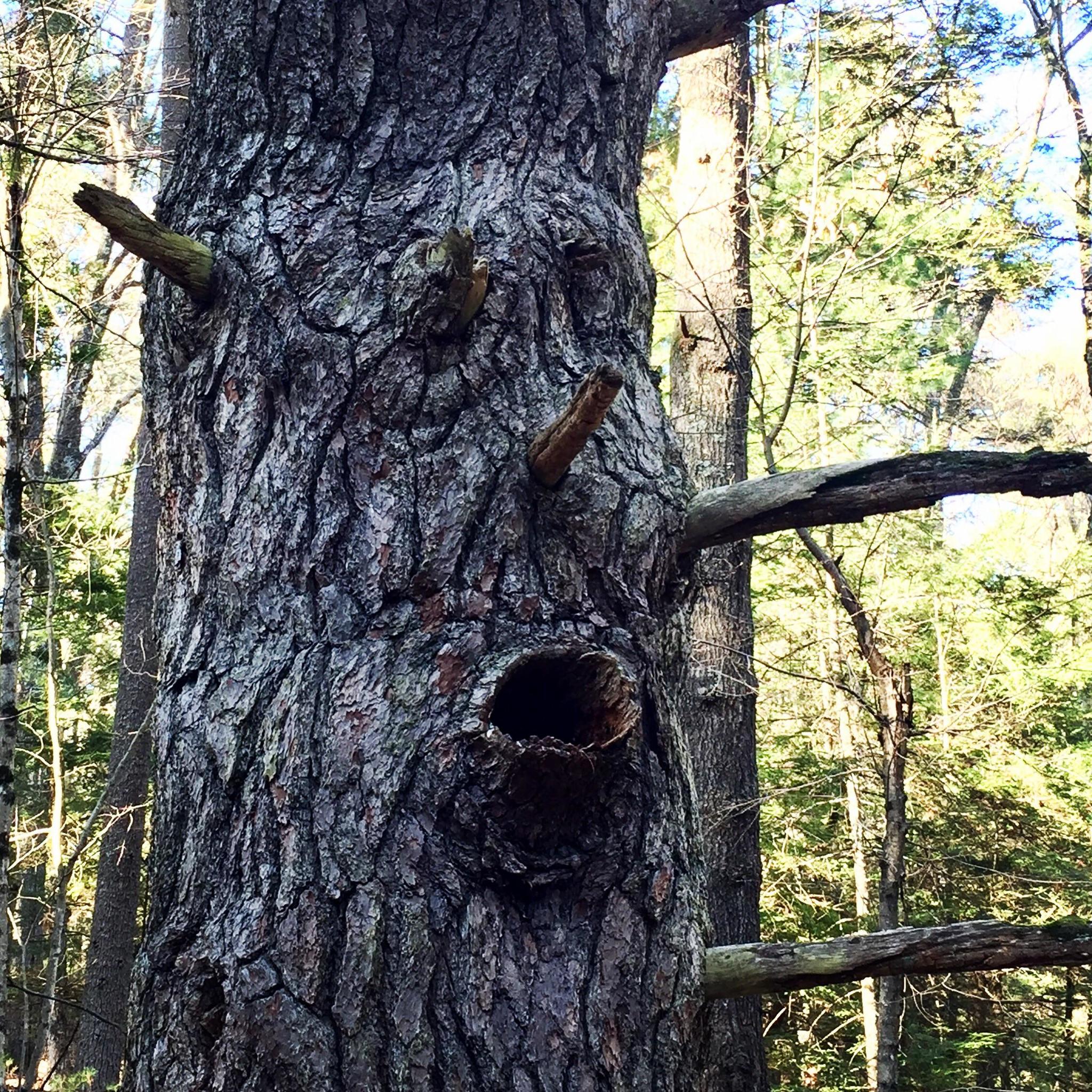 “I met this guy in the forest today... probably never set foot in the forest again.” - Pareidolia, Kripota