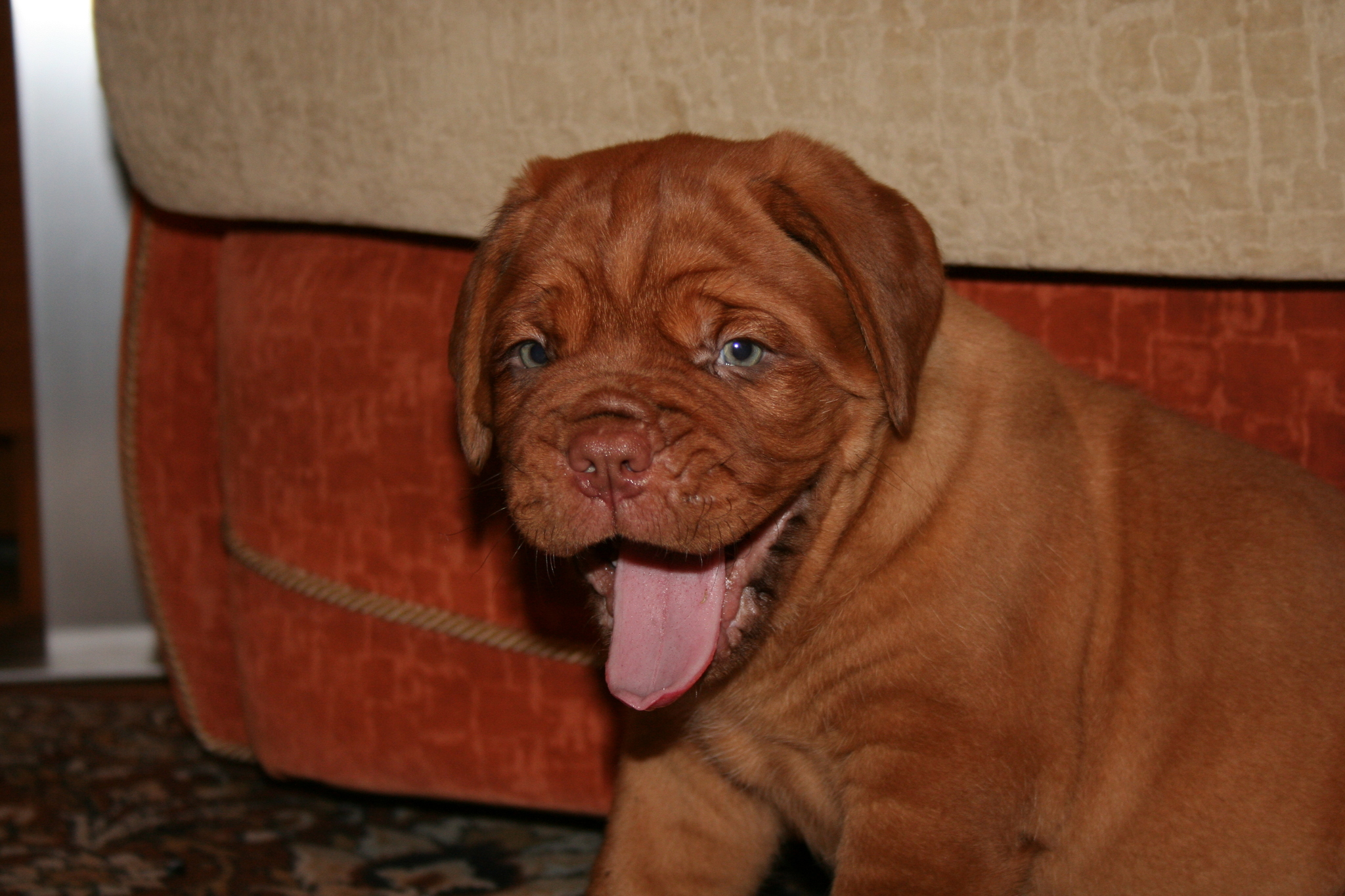 It was and became. Dogue de Bordeaux - My, It Was-It Was, Dog, Great Dane of Bordeaux, Longpost