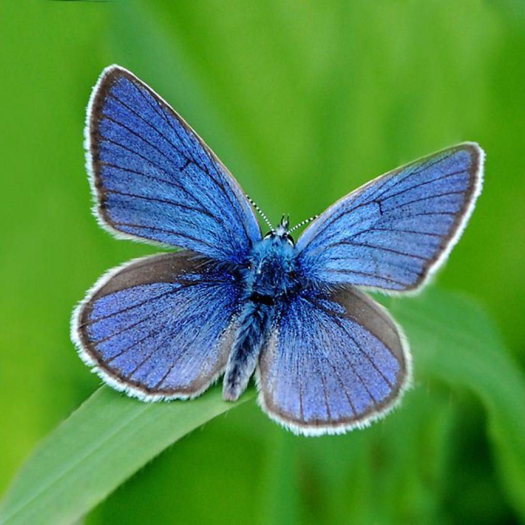 Разновидности бабочек фото