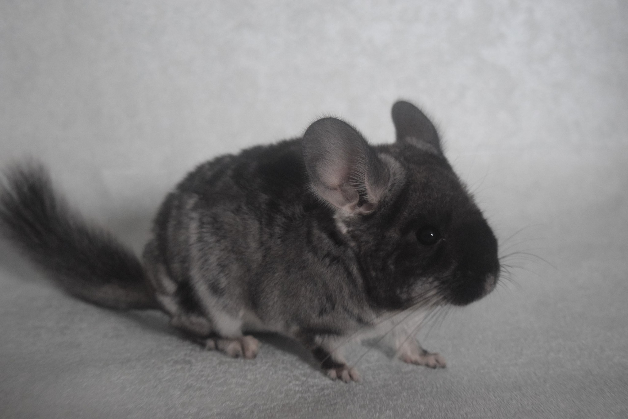 Why is it important to properly care for your chinchilla? Once upon a time - My, Chinchilla, It Was-It Was, The right approach, Longpost