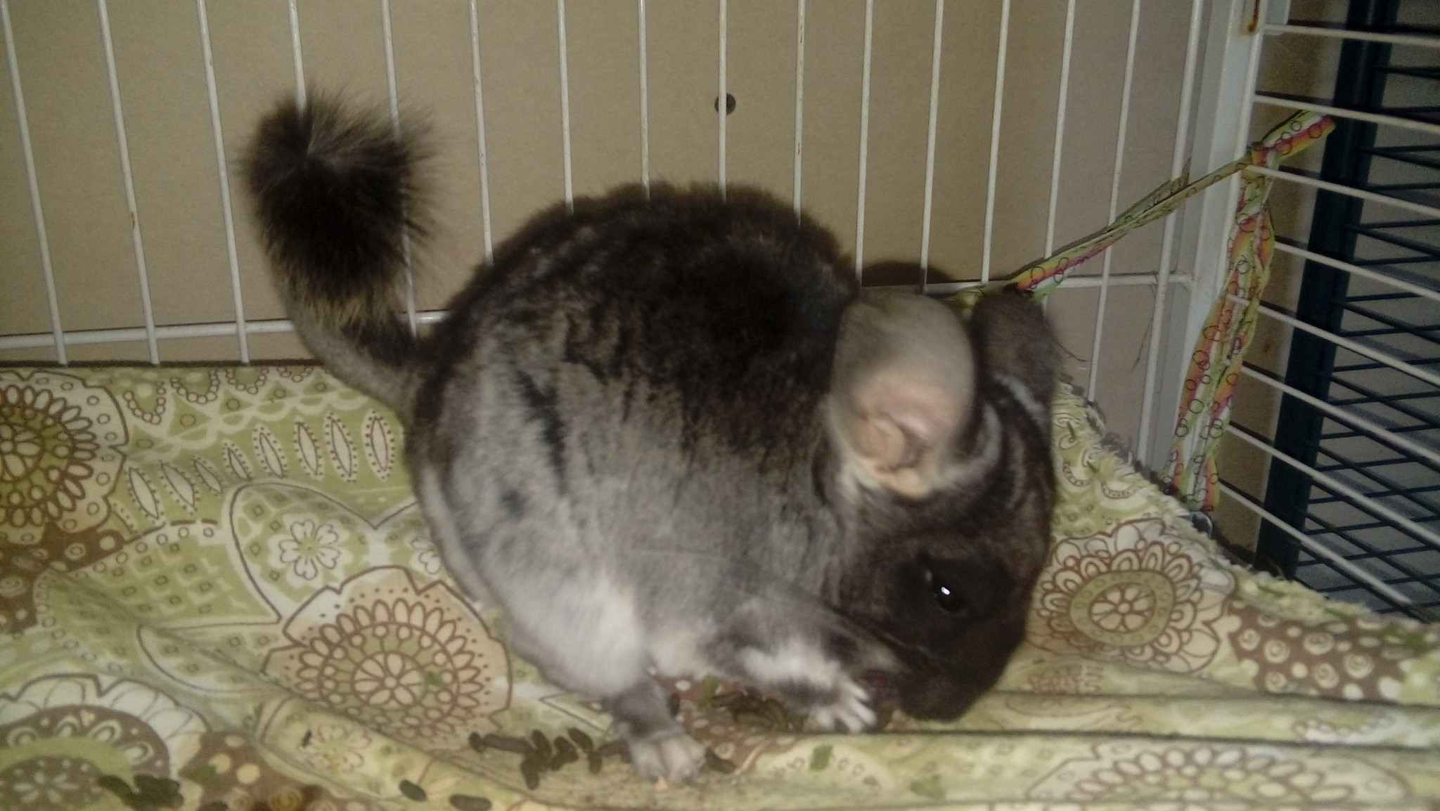 Why is it important to properly care for your chinchilla? Once upon a time - My, Chinchilla, It Was-It Was, The right approach, Longpost