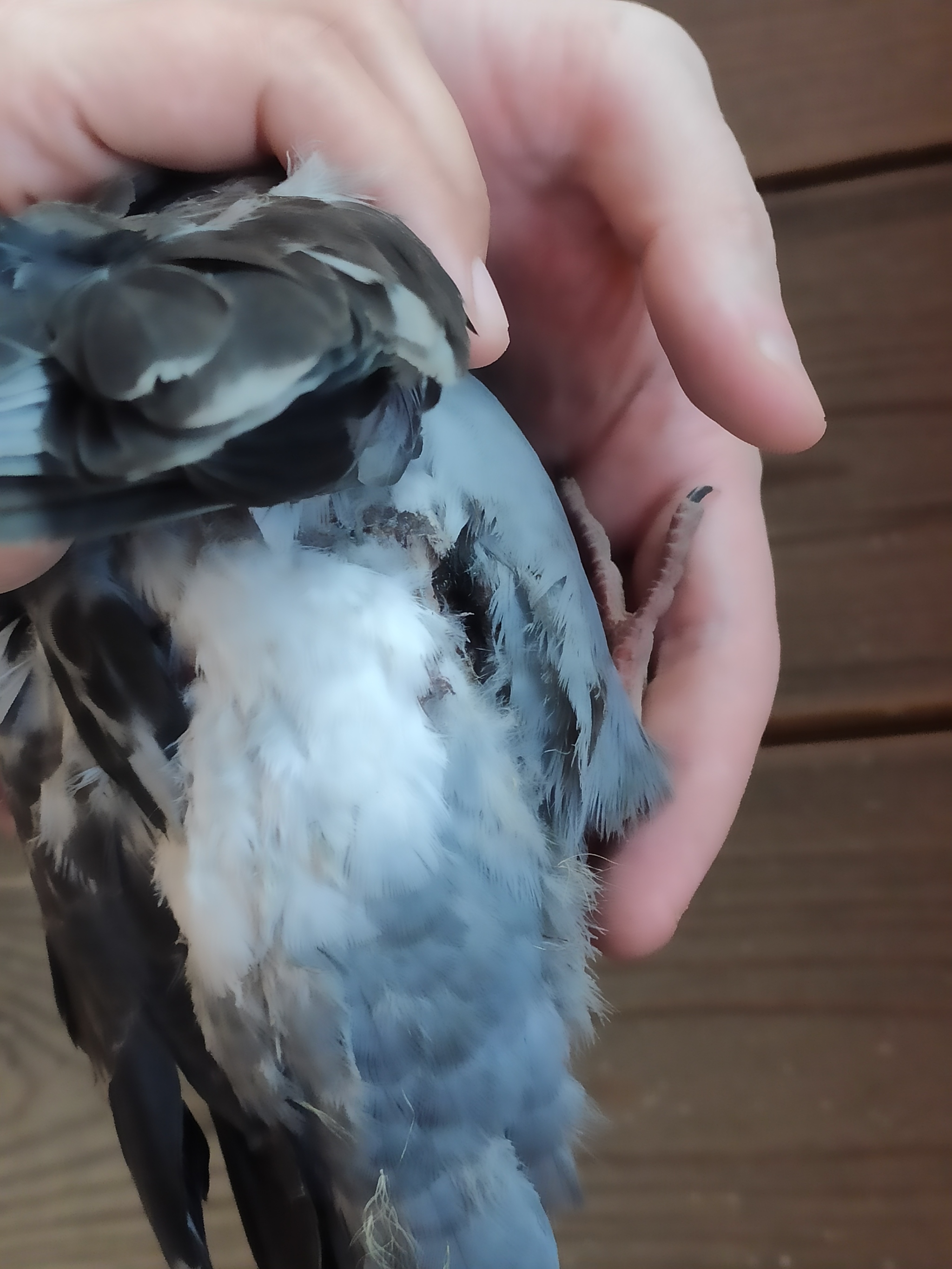 Раненый голубь