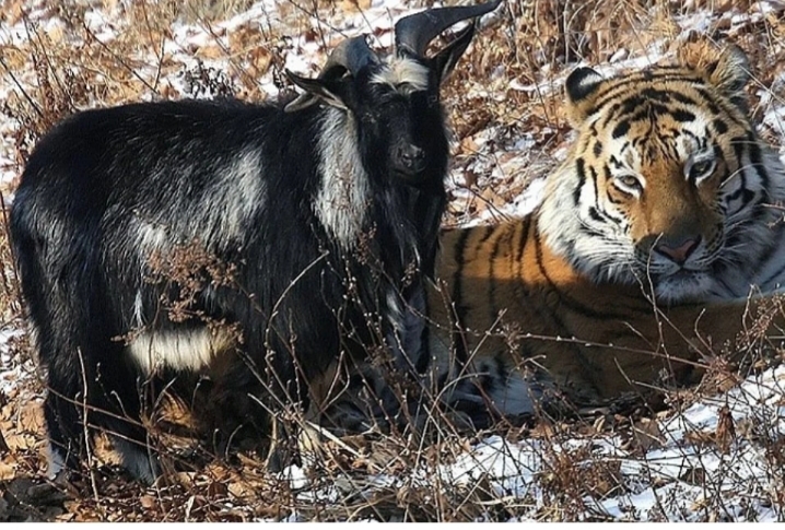 What happened to the participants in the sensational story, the tiger Amur and the goat Timur, four years later? - Amur, Tiger, Goat, Tiger Cupid and Goat Timur, Safari Park, Longpost