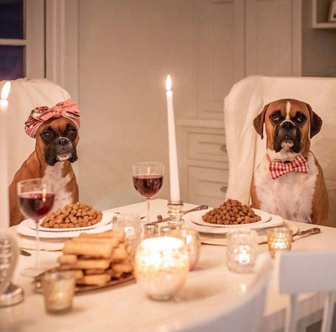 A simple dinner with the family - Dog, Boxer, Dinner, Serving, Family, From the network, Milota