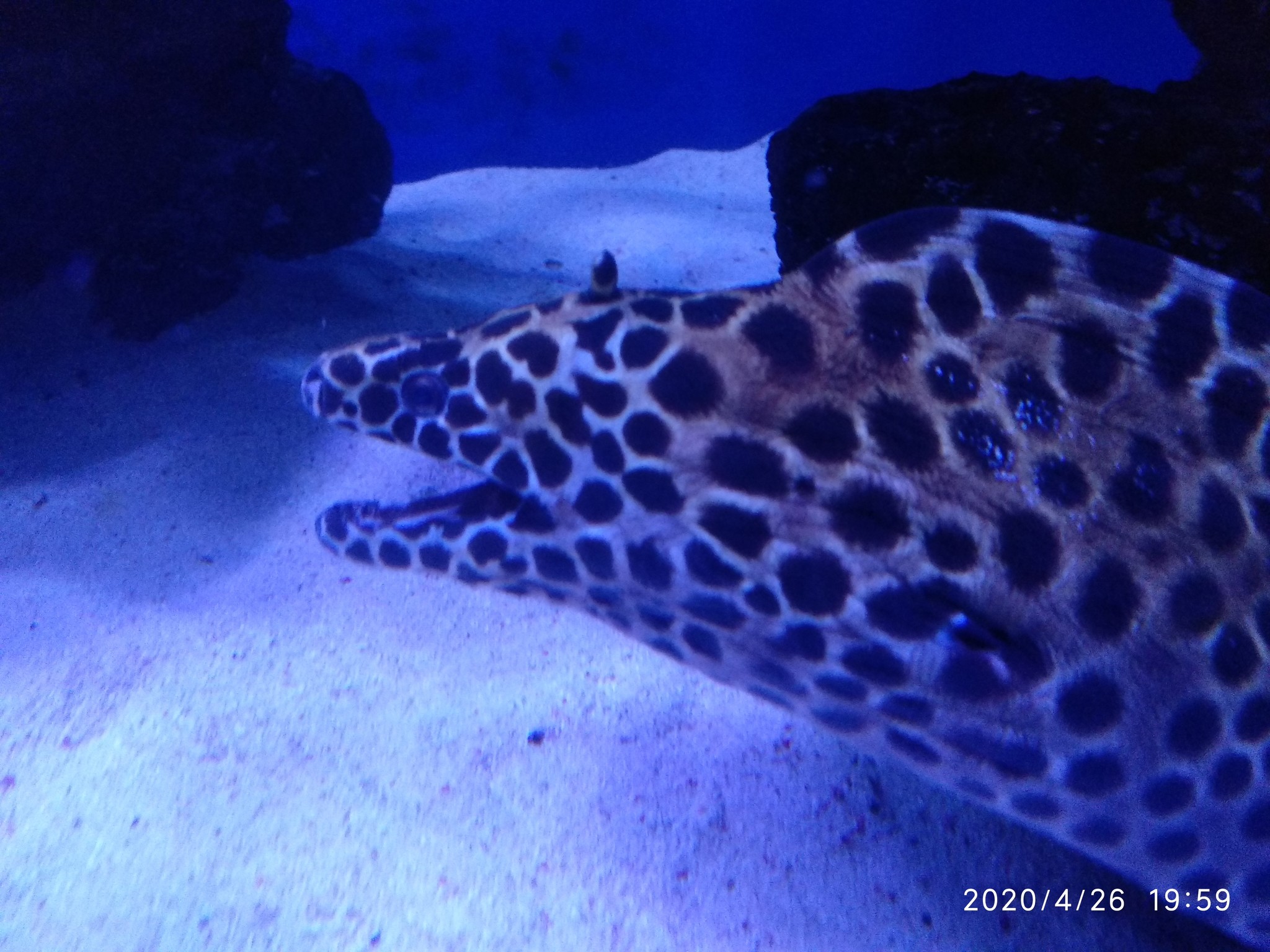 Leopard moray eel fight - My, Moray, Skirmish, Video, Longpost