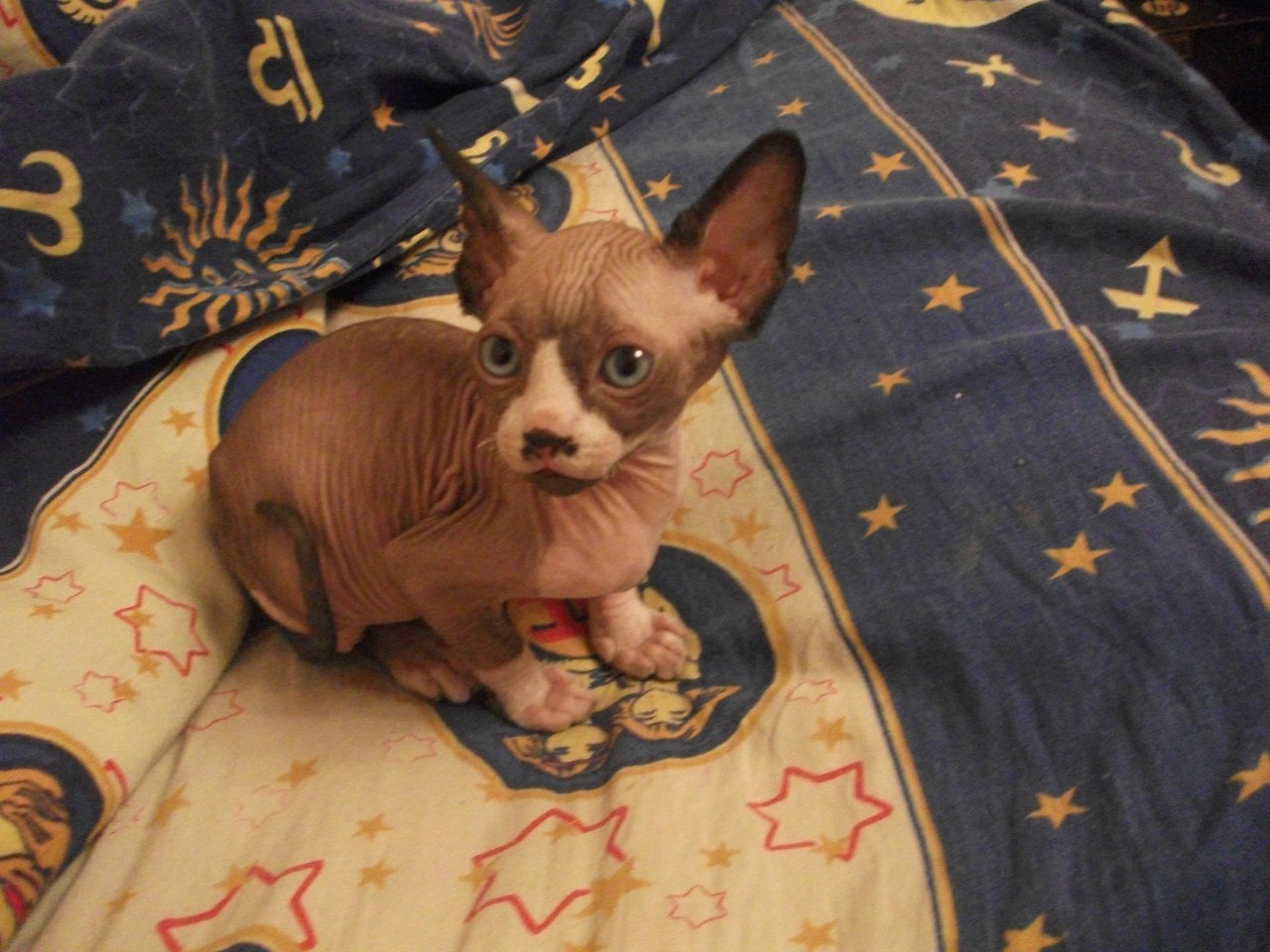 On the receding wave “It was/has become.” Zeus - My, cat, Don Sphynx, It Was-It Was, Longpost