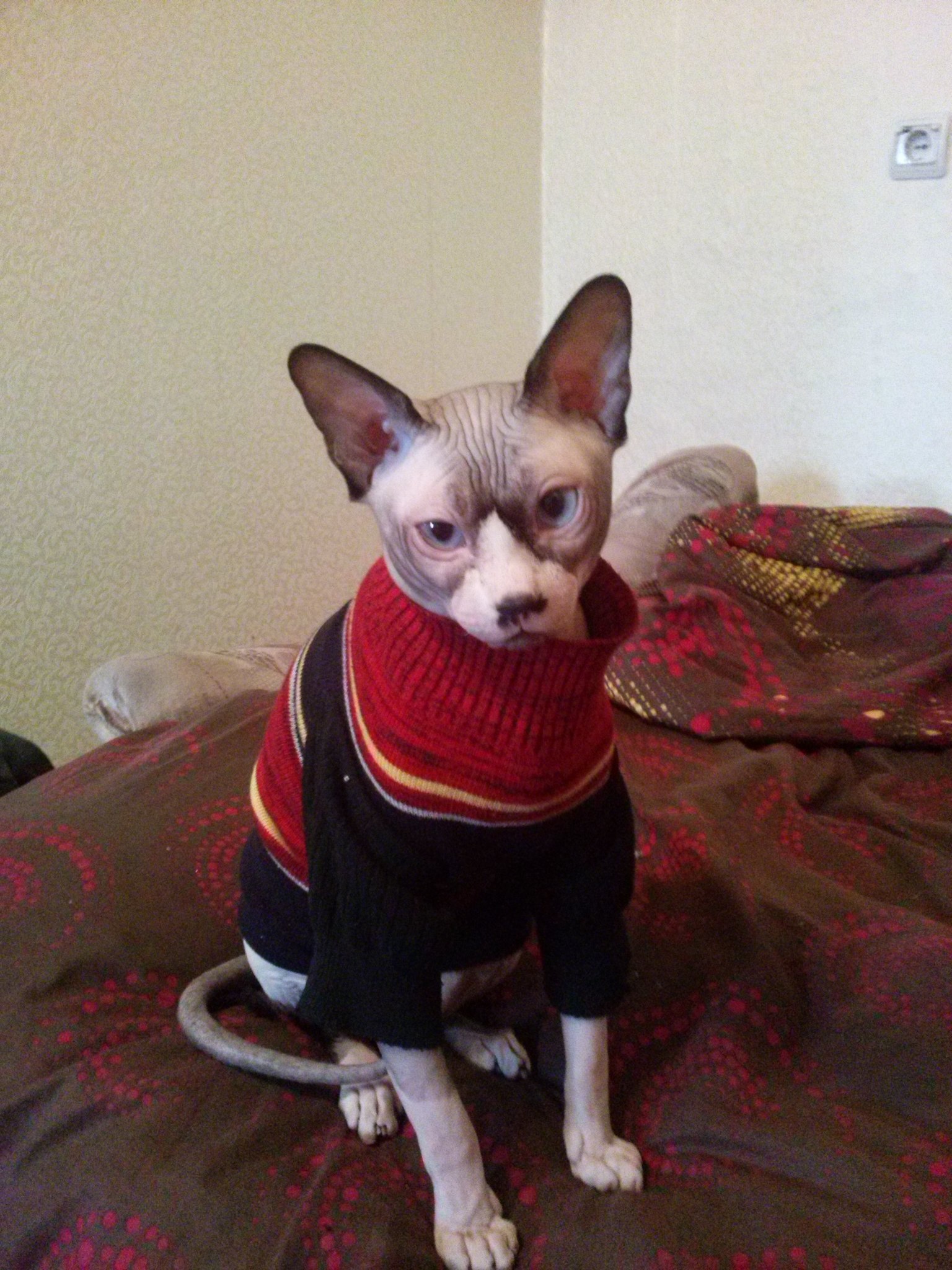 On the receding wave “It was/has become.” Zeus - My, cat, Don Sphynx, It Was-It Was, Longpost