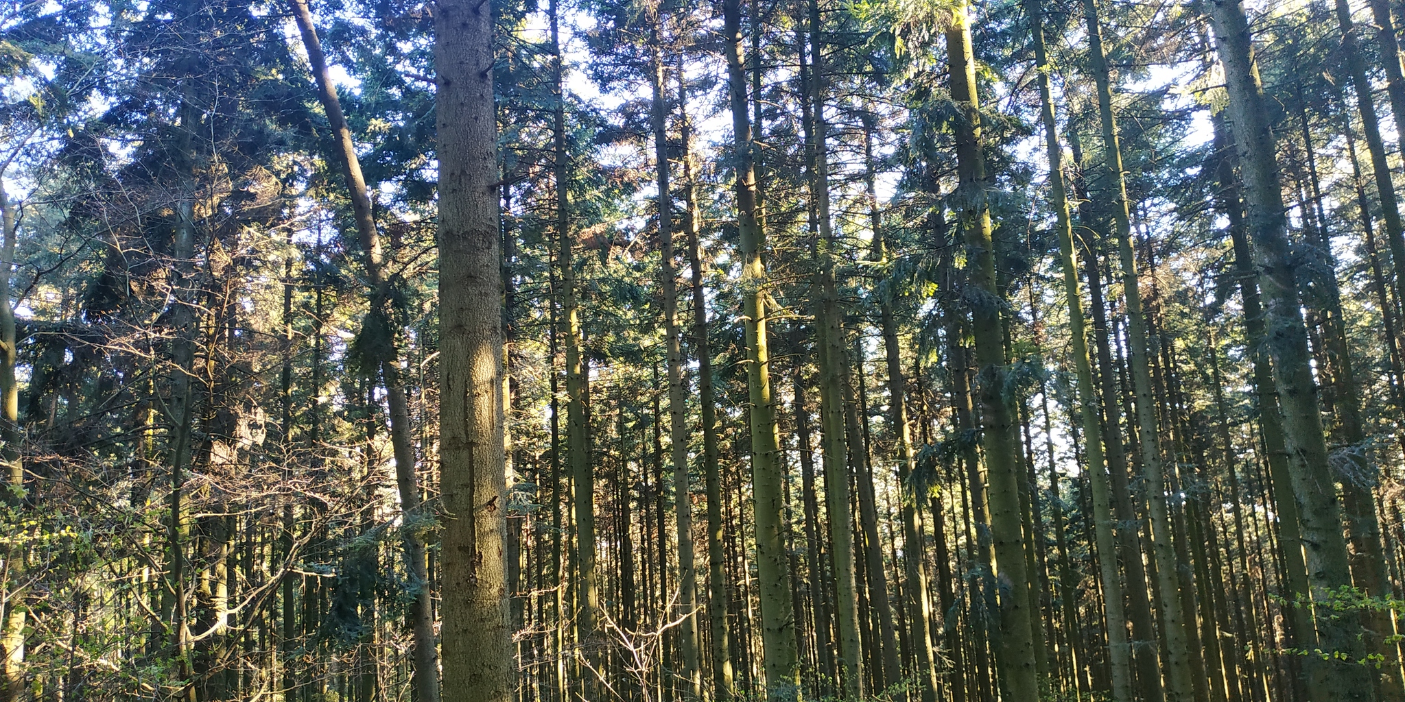 Mount Telegraph - My, Forest, Nature, Ski slope, Poland, Longpost