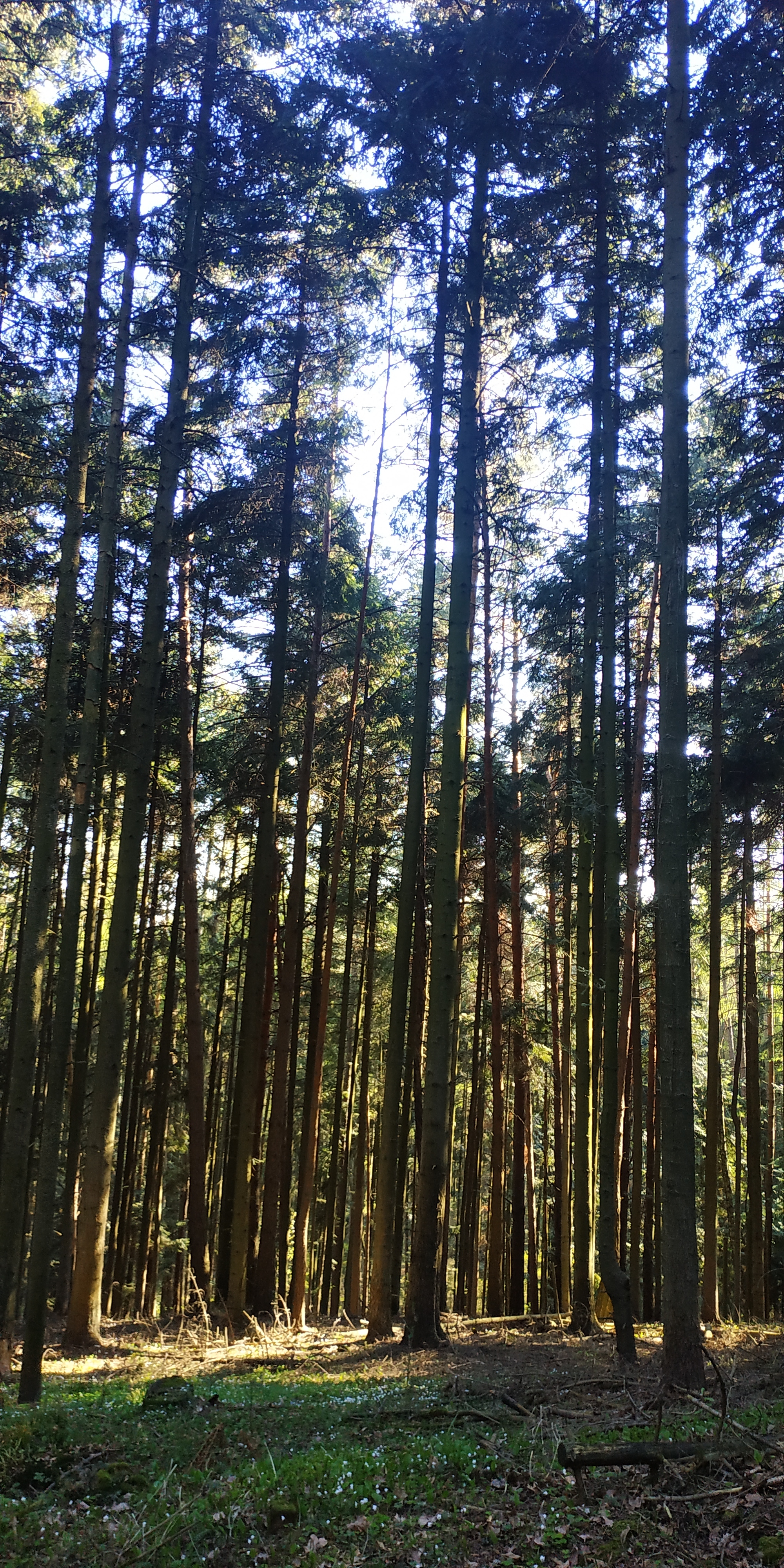 Mount Telegraph - My, Forest, Nature, Ski slope, Poland, Longpost