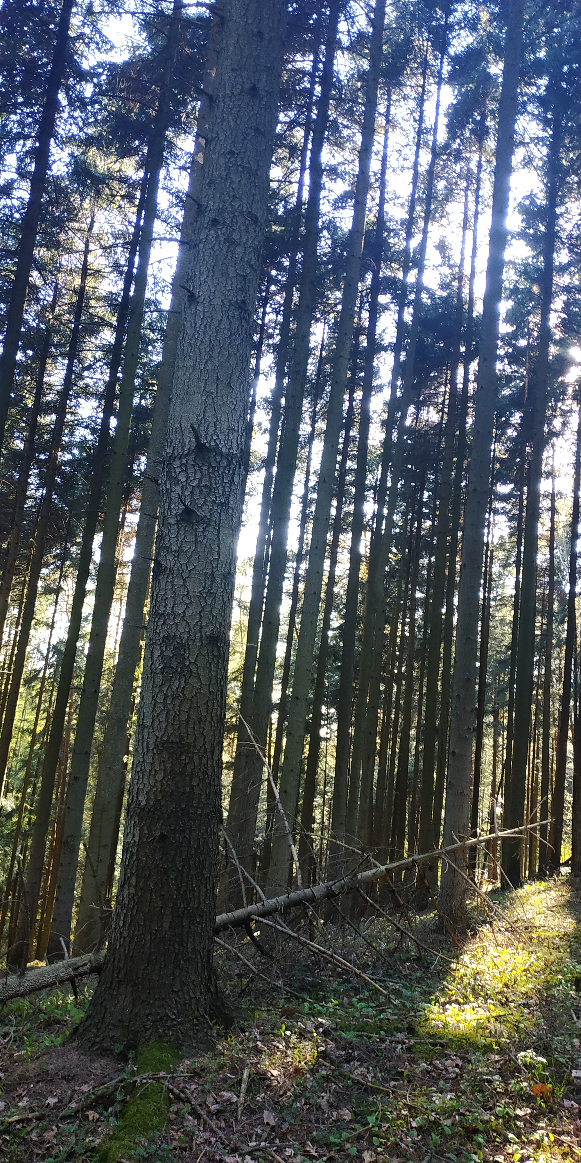 Mount Telegraph - My, Forest, Nature, Ski slope, Poland, Longpost