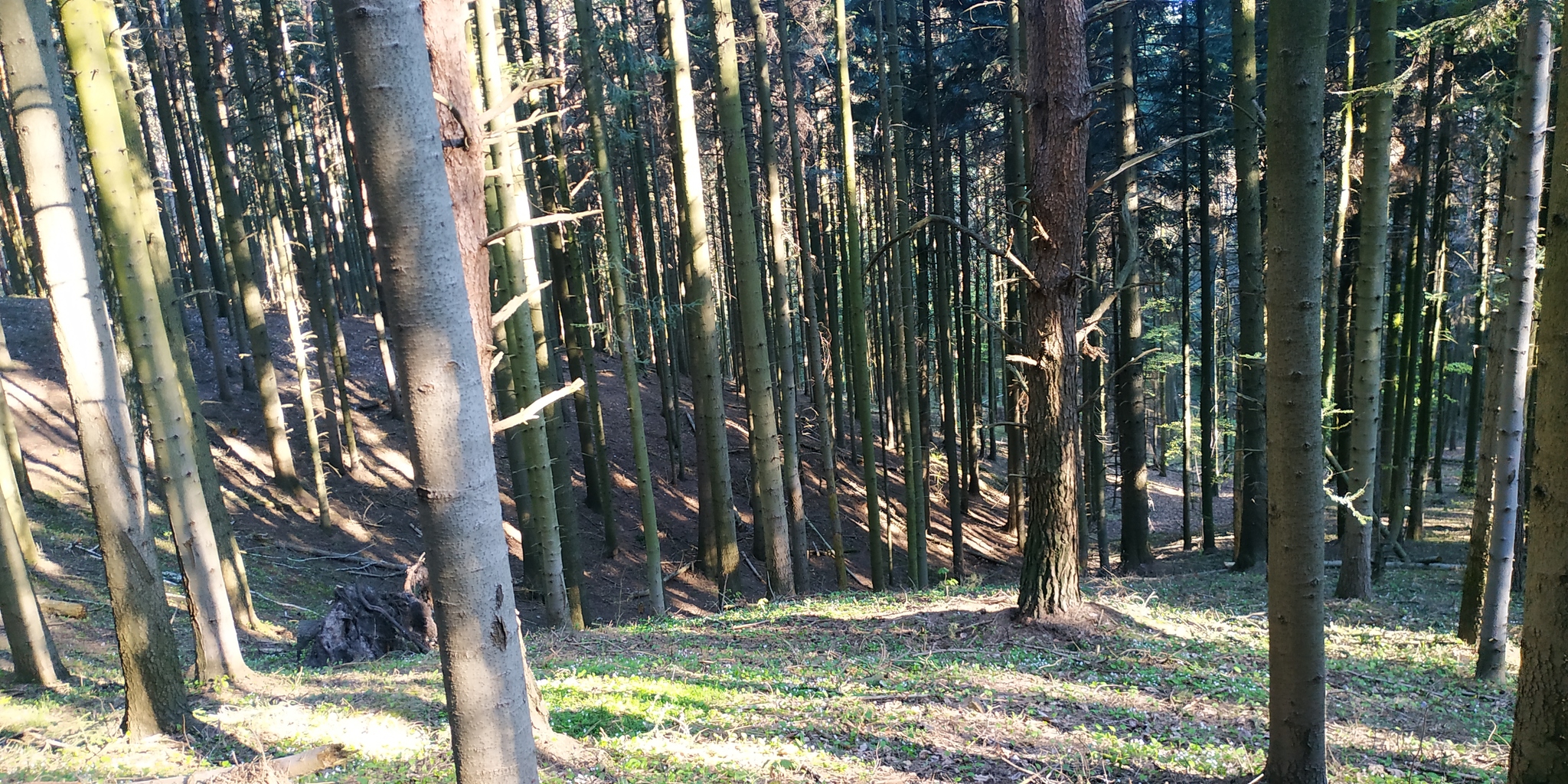 Mount Telegraph - My, Forest, Nature, Ski slope, Poland, Longpost