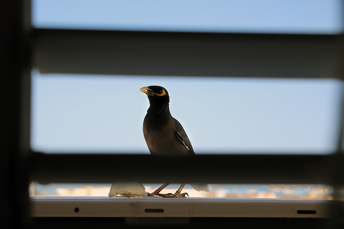 City birds - My, Birds, The photo, Ornithology, Longpost