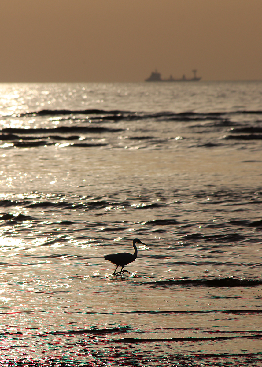 City birds - My, Birds, The photo, Ornithology, Longpost