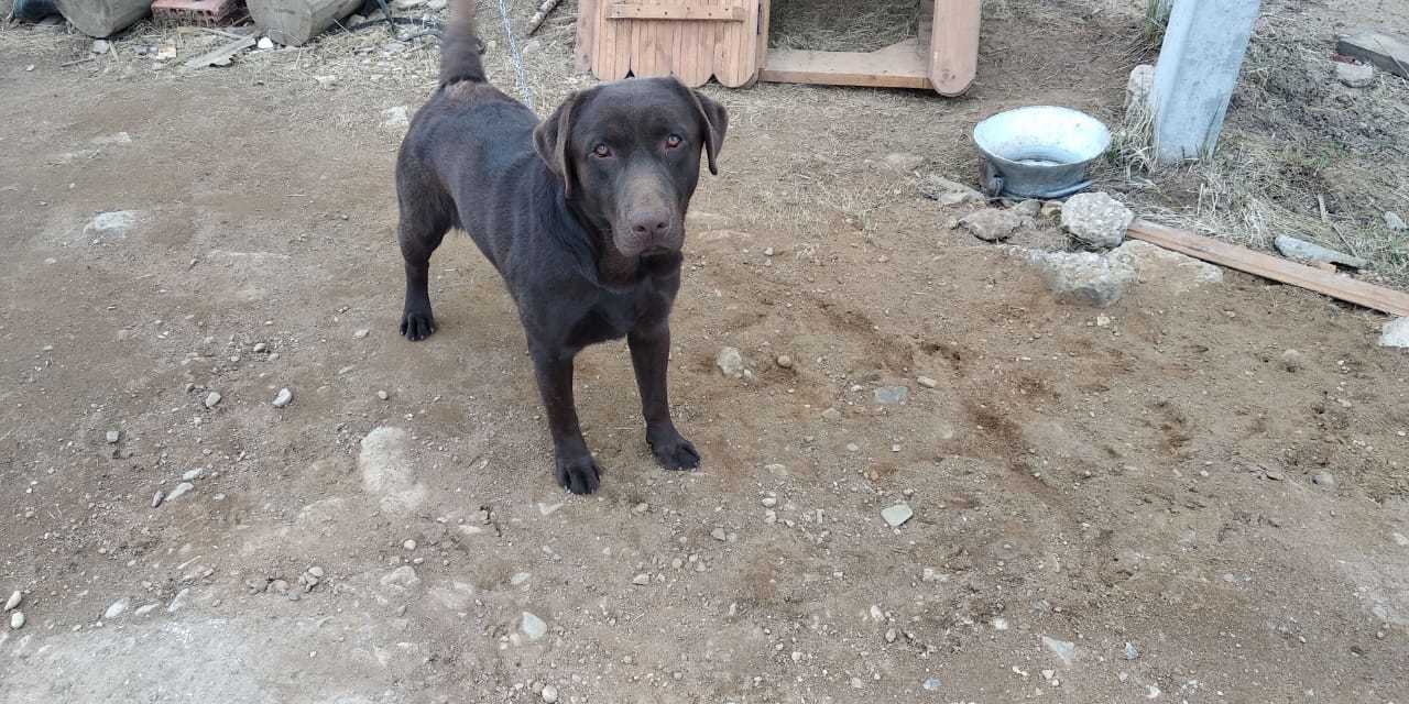 Found a dog!!! - Labrador, Dog, Lost, No rating, Longpost, Moscow region