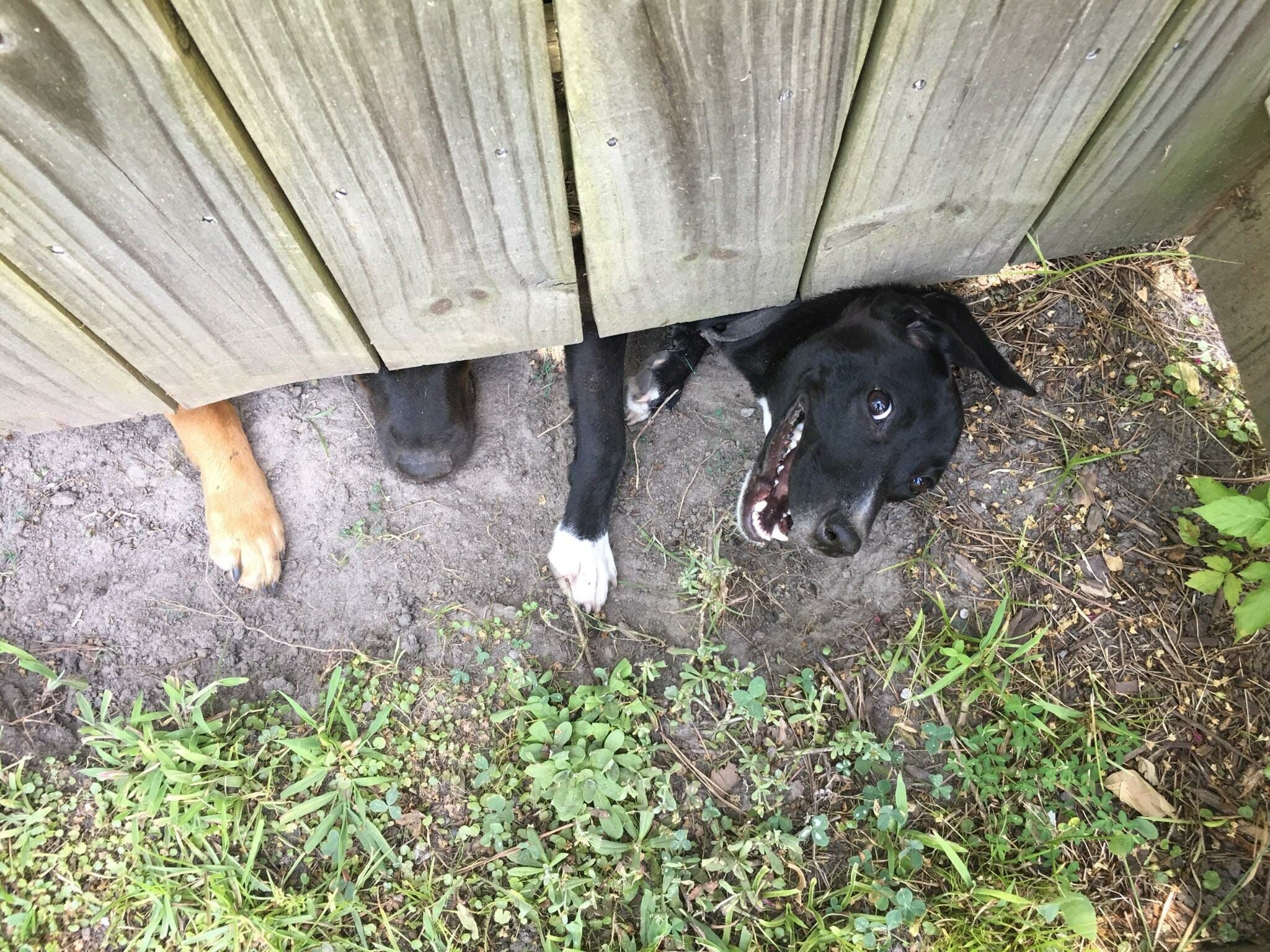 The neighbor's dog - Dog, Fence, The photo, Village, Nature, Pets, Pet, Milota