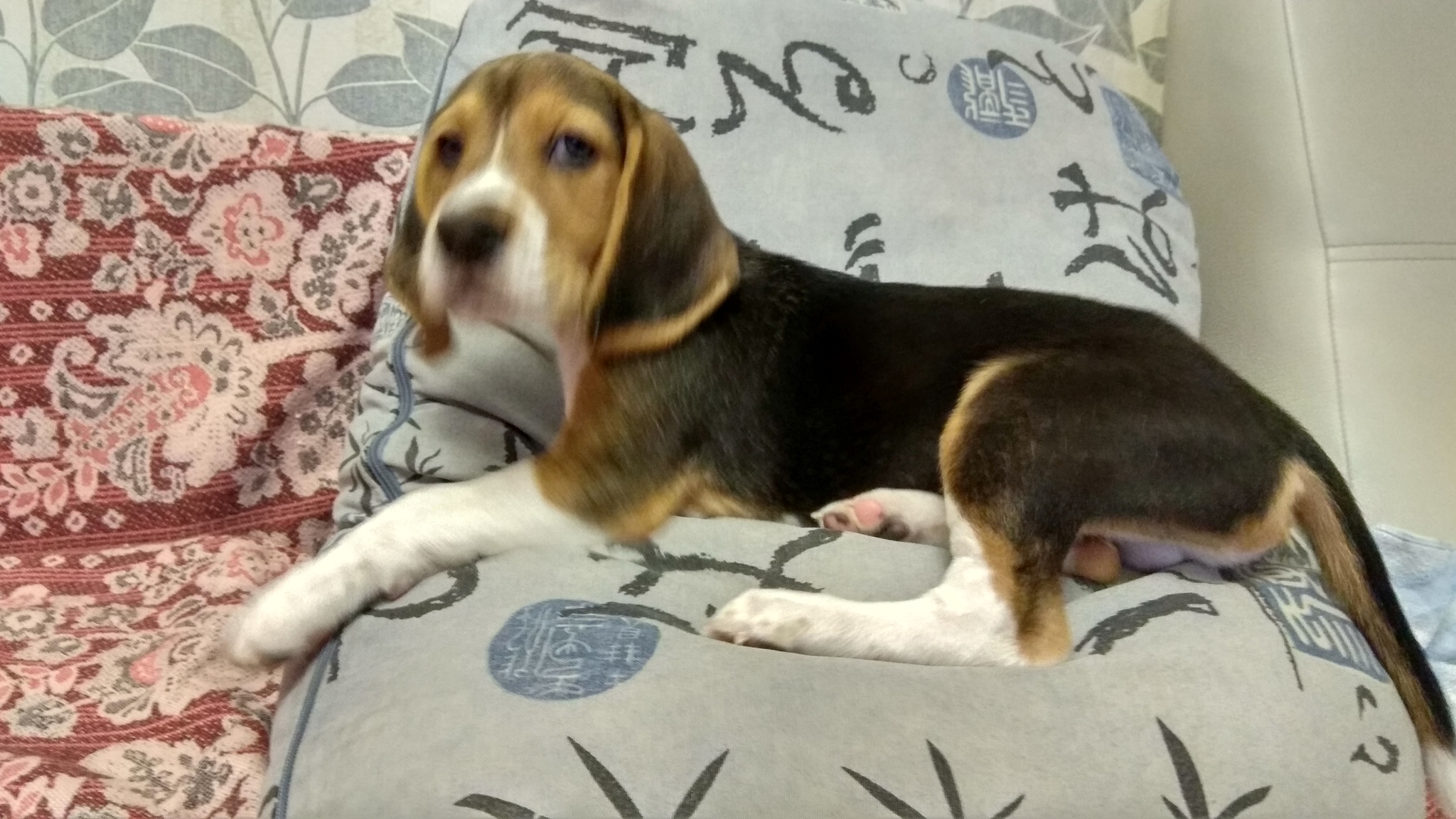 I got a dog - My, Beagle, Dog, Longpost