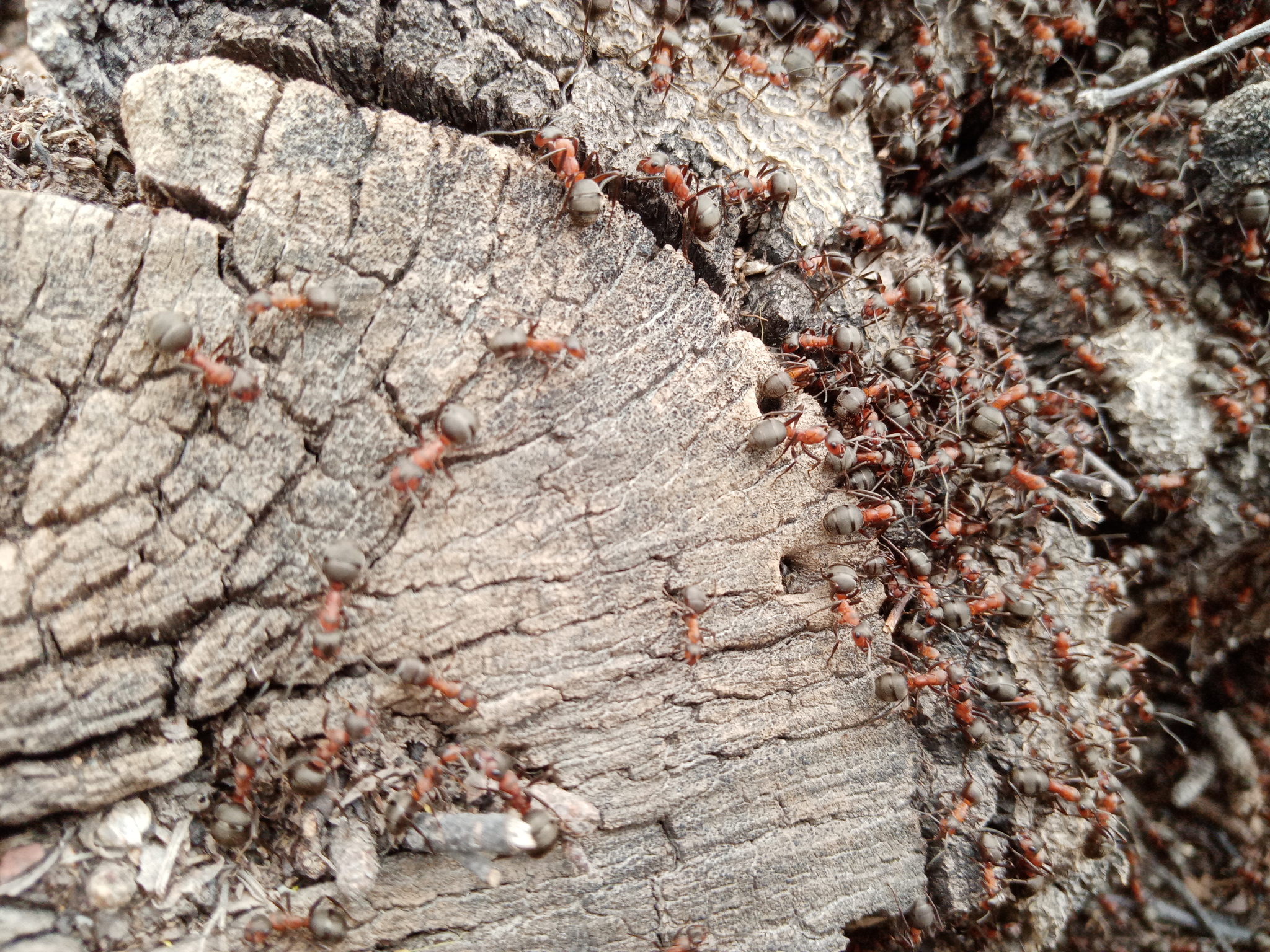 Walk in the spring - My, Nature, Naturalism, Self-isolation, Snowdrops flowers, Ants, Red ants, Longpost, Dream herb