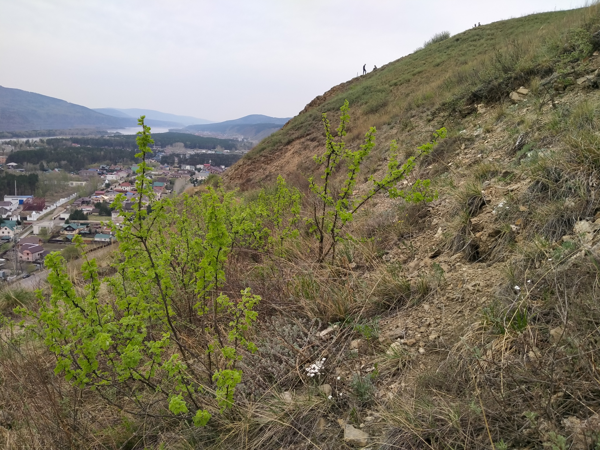 Krasnoyarsk flowers - My, The nature of Russia, Flowers, Spring, Krasnoyarsk, Longpost