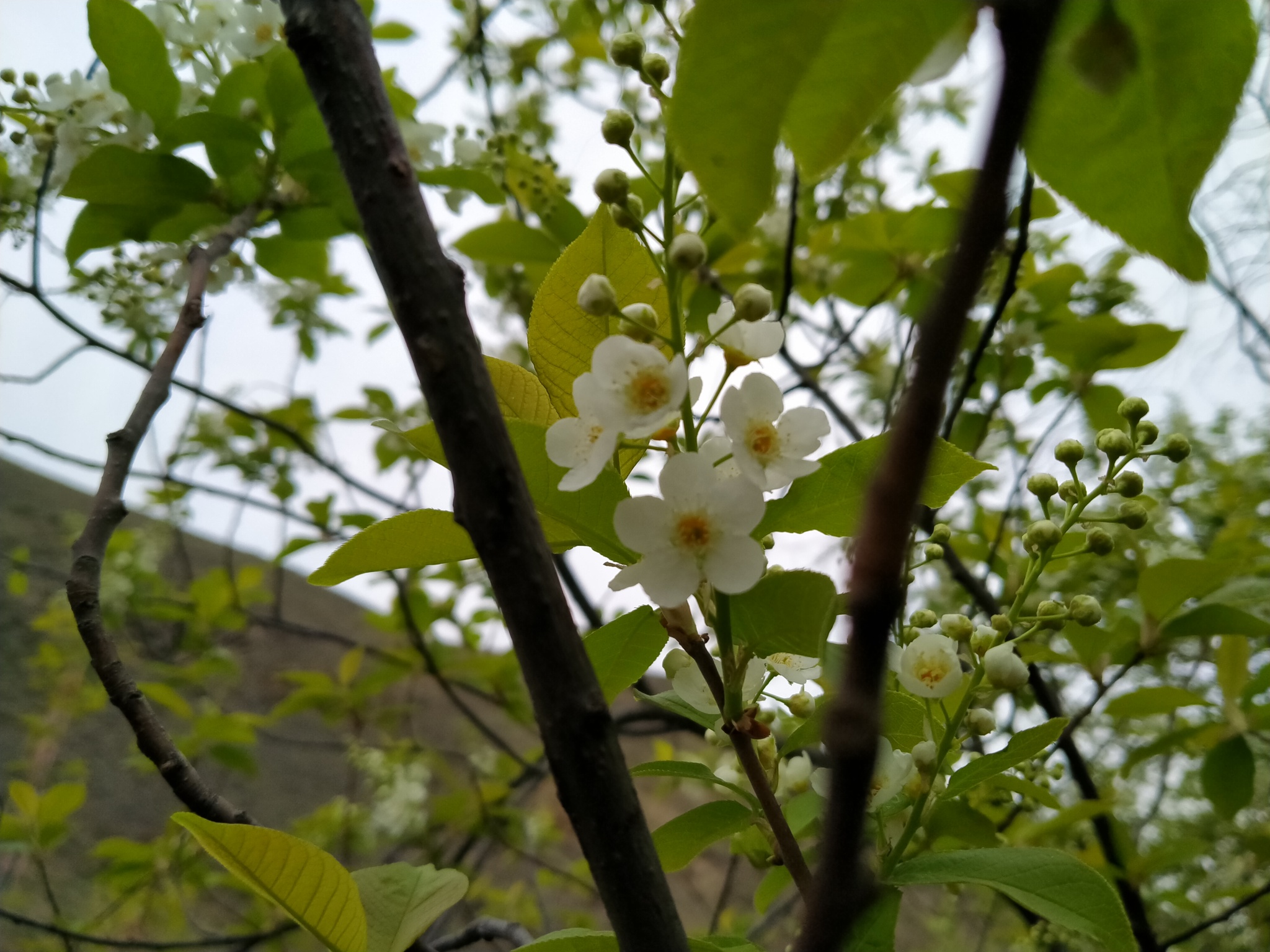 Krasnoyarsk flowers - My, The nature of Russia, Flowers, Spring, Krasnoyarsk, Longpost