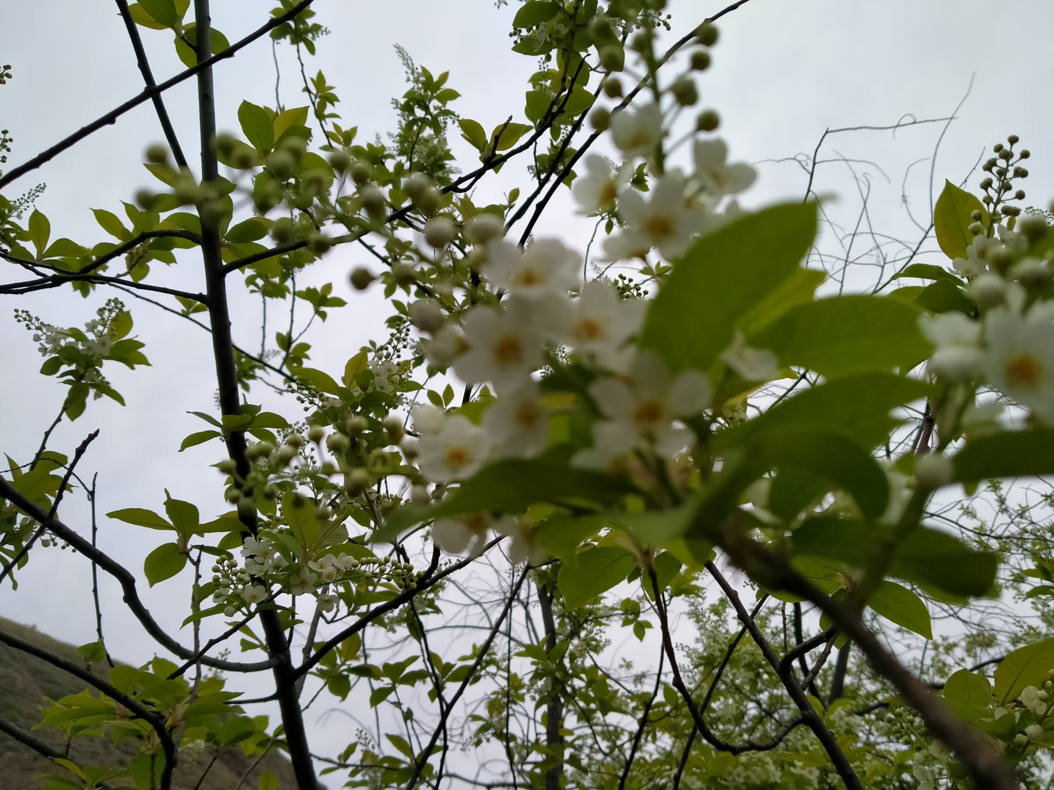 Krasnoyarsk flowers - My, The nature of Russia, Flowers, Spring, Krasnoyarsk, Longpost