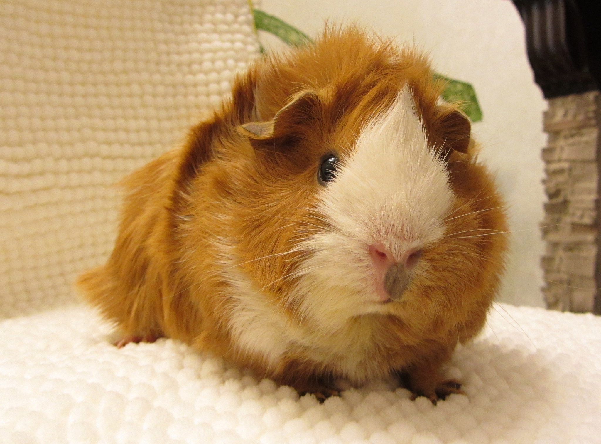 It was and became - My, It Was-It Was, Guinea pig, Longpost, Pets, The photo