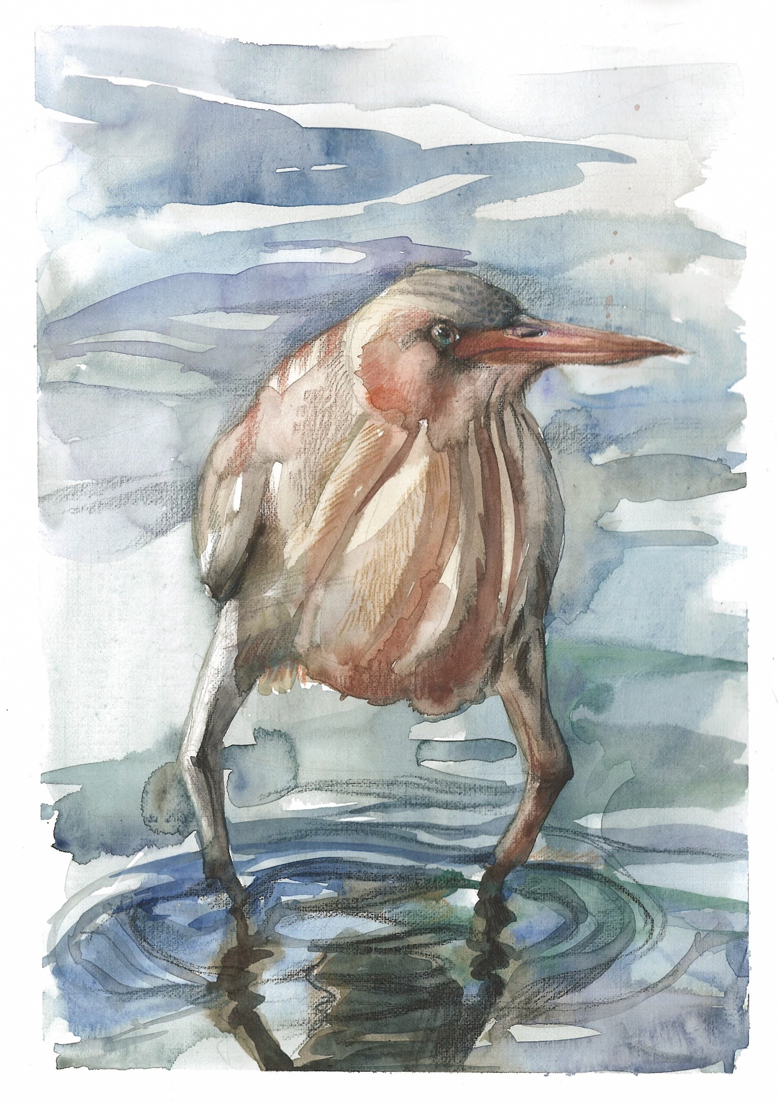 Bittern - My, Bittern, Watercolor, Drawing, Artist, Humor