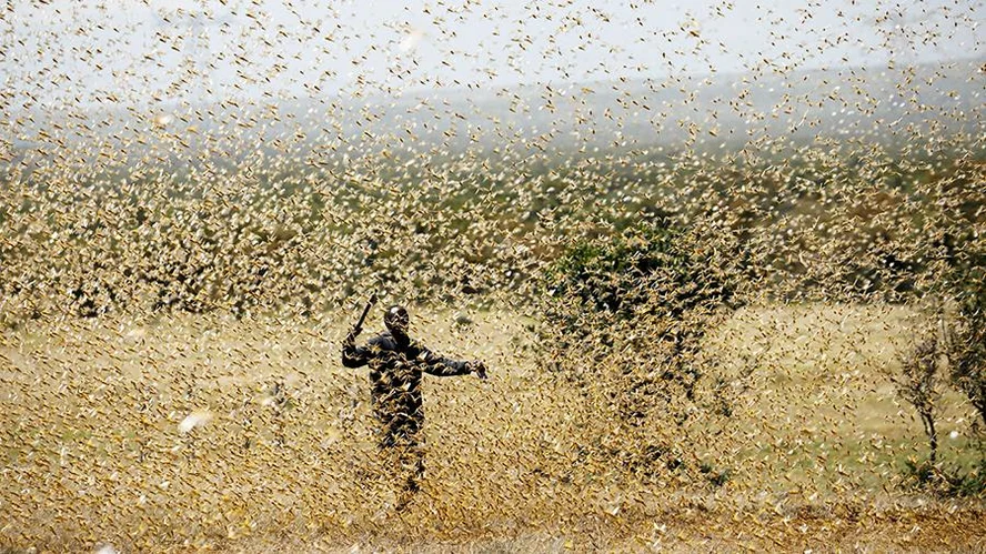 Russia will allocate $10 million to fight locusts in Africa - Russia, Africa, Help, Locust, news