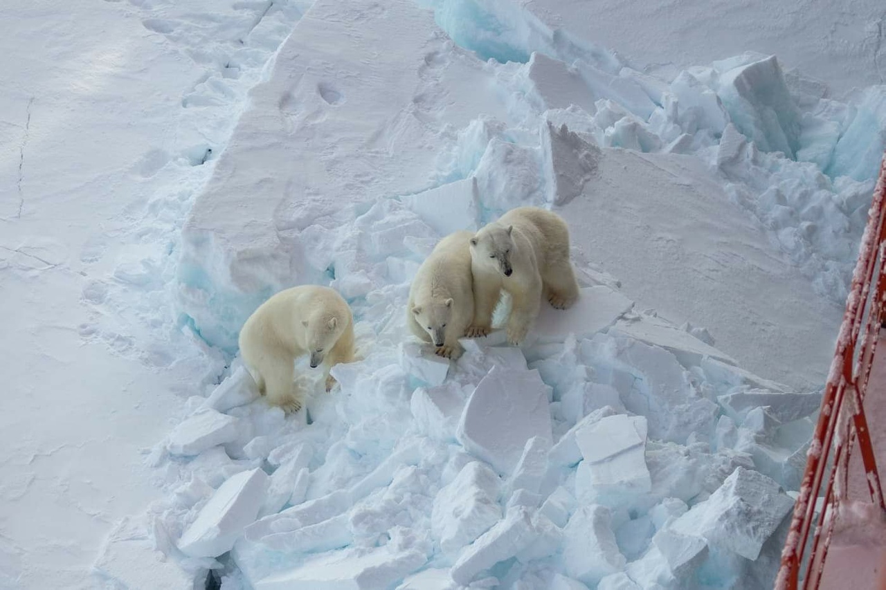 Polar bears approach nuclear icebreakers - The photo, The Bears, Polar bear, Longpost