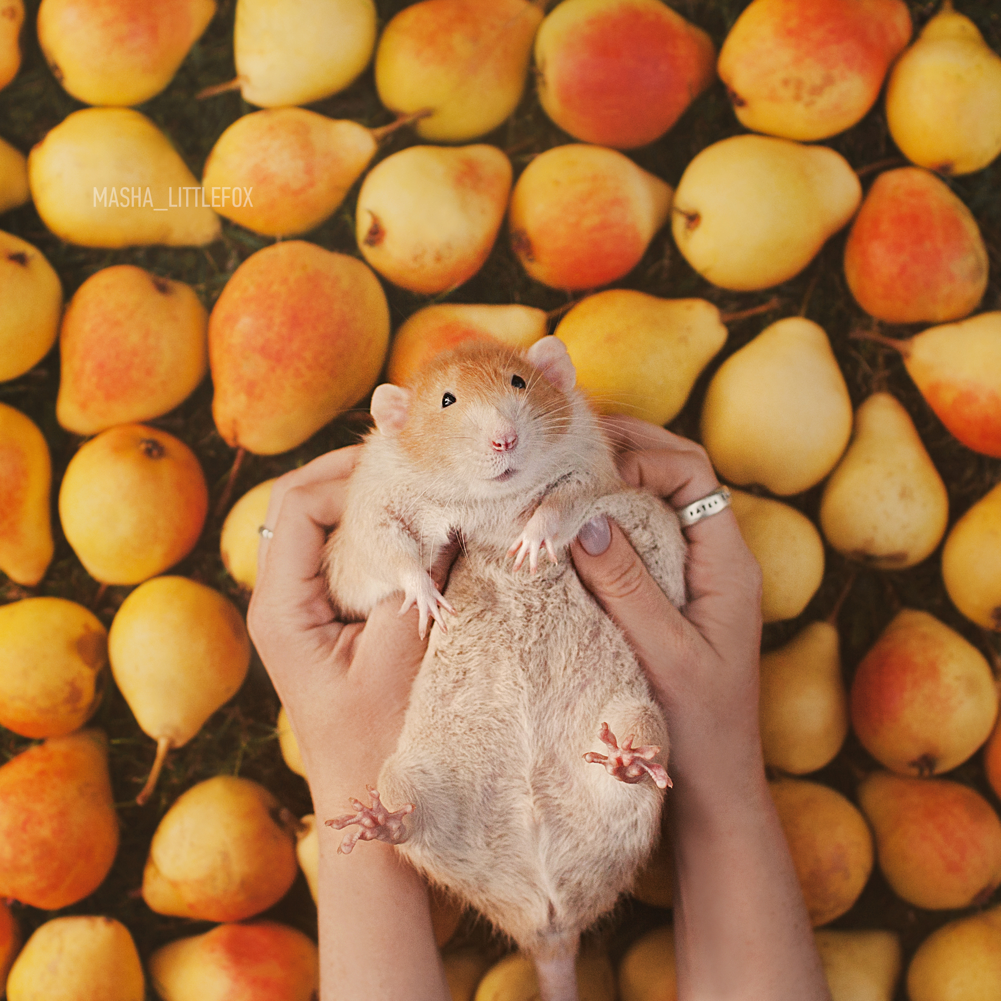 About the red rat Apricot in photographs - My, Rat, Decorative rats, Rat dumbo, Longpost, Animals