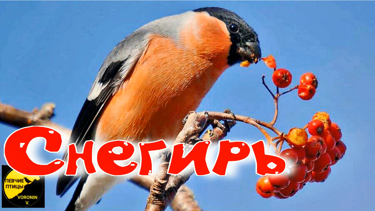 Снегирь | Пикабу