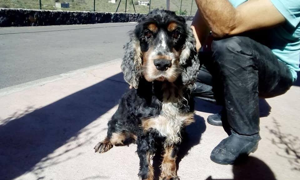 A man discovered a strange creature in his neighbors' yard. It turned out that this is a purebred dog, and the dog urgently needs help - Tangles, Cocker Spaniel, Animal Rescue, Kindness, Longpost, Dog