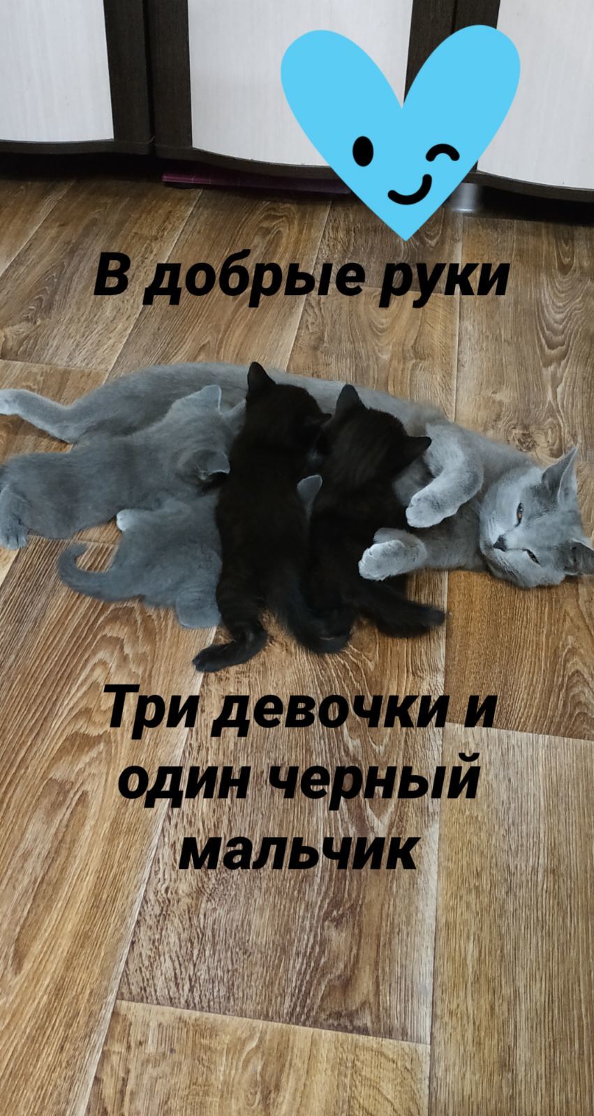 For those who lack communication in self-isolation, take a look - My, Cat lovers, Milota, In good hands, cat, Saratov, No rating