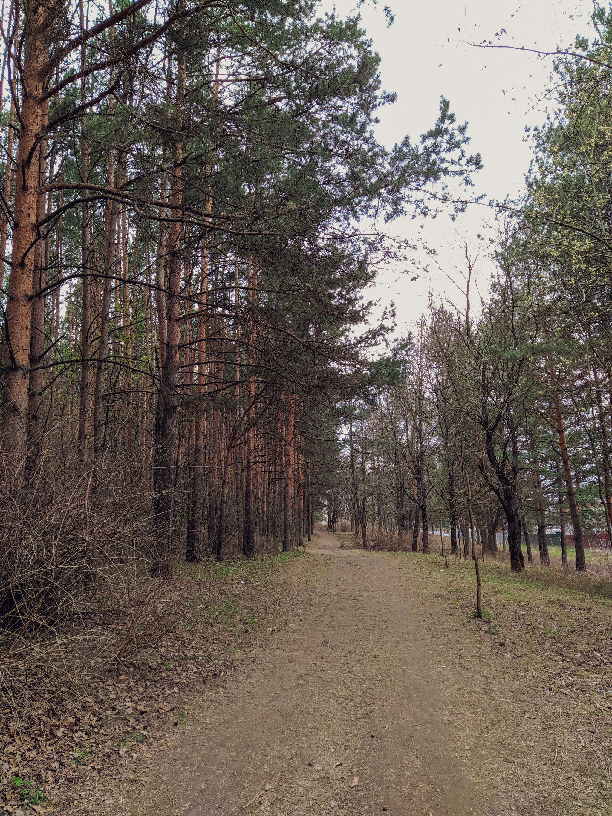 Pine forest - My, Forest, The sun, Mobile photography, Pine, The photo, Longpost