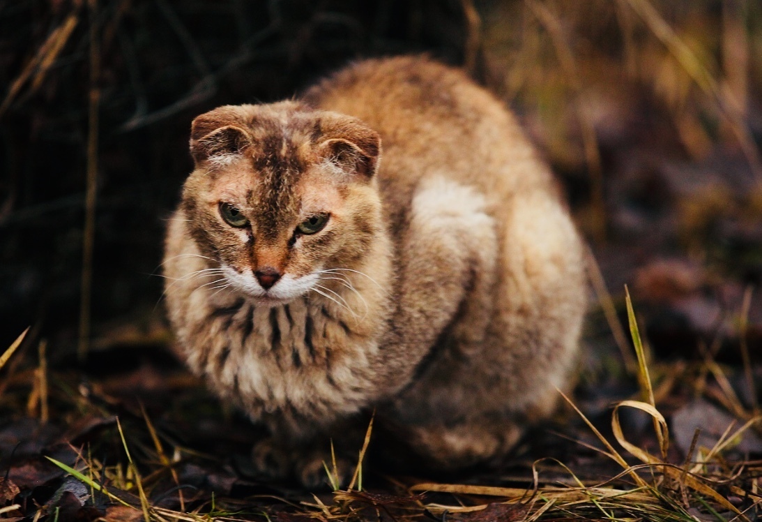 Please help me find the cat. Volosovsky district, Kursk village - No rating, Search, Leningrad region, Saint Petersburg, The missing, Animal Rescue, cat, Longpost