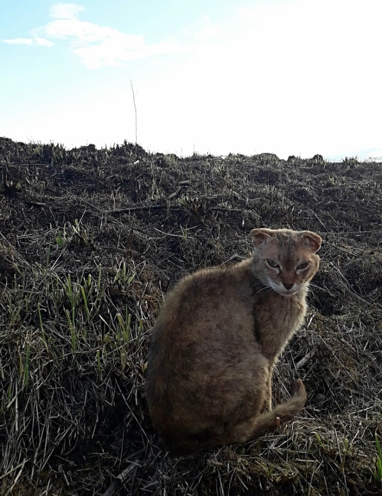 Please help me find the cat. Volosovsky district, Kursk village - No rating, Search, Leningrad region, Saint Petersburg, The missing, Animal Rescue, cat, Longpost