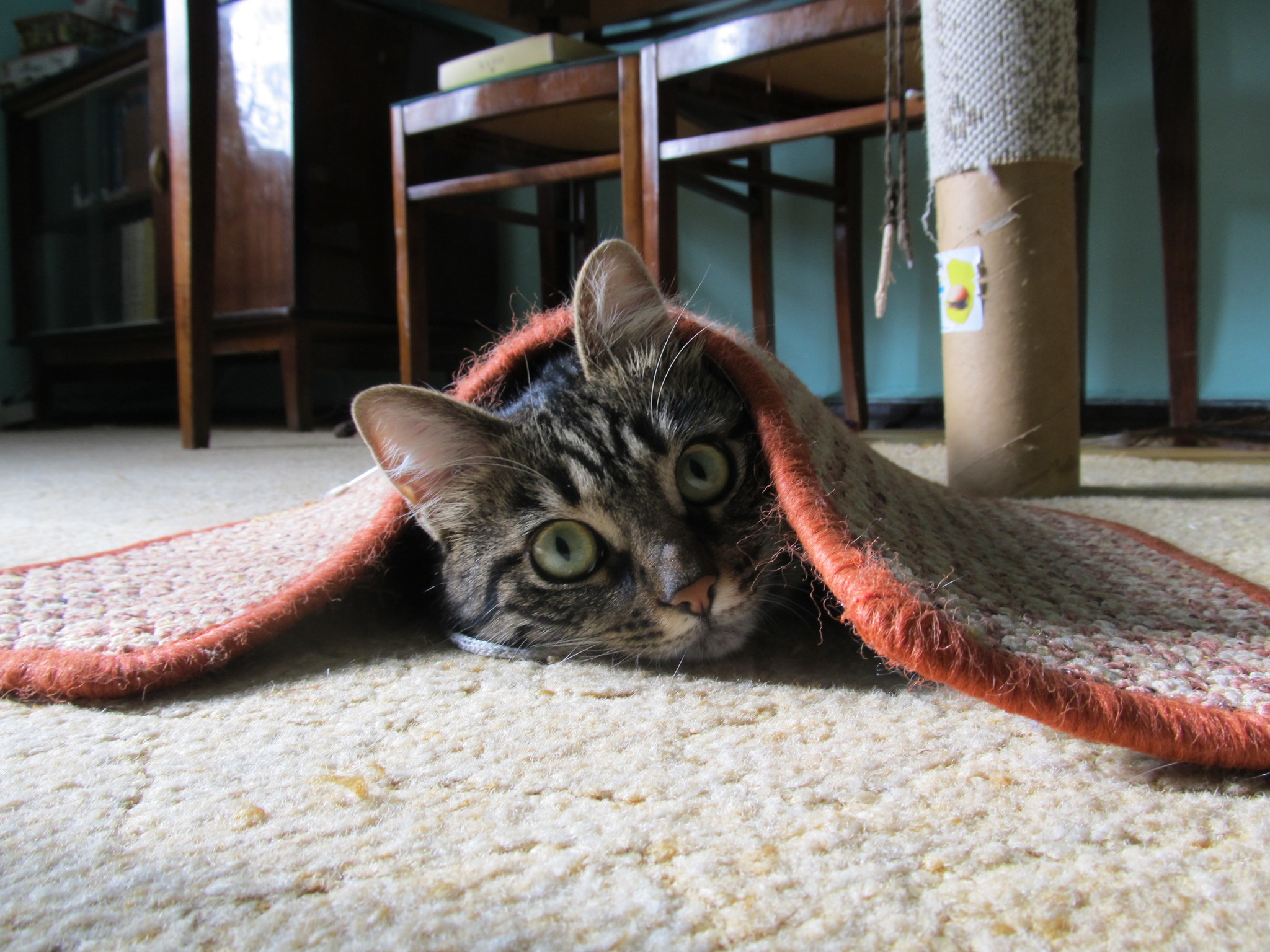 Carpet creeper - My, cat, Horror, Photo on sneaker