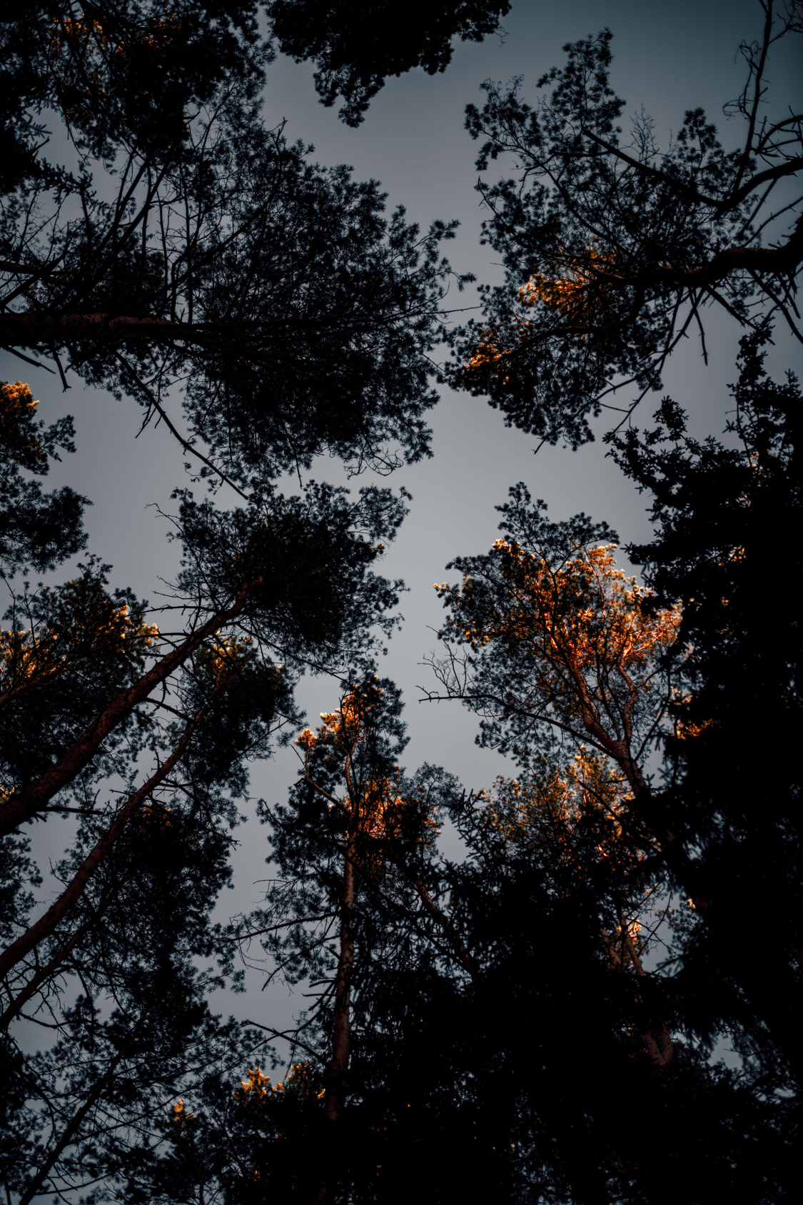 Forest trails - My, Forest, The photo, Nature, Spring, Pinery, Pine, Sunset, Tree, Longpost