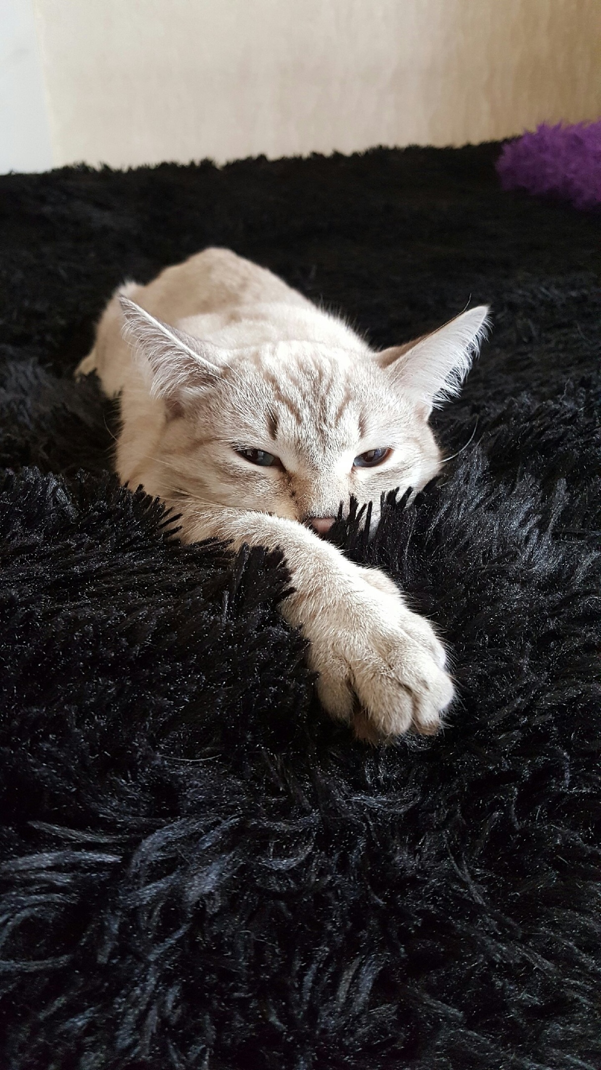 Only Moscow and Moscow Region! I am looking for new owners for my cat. URGENTLY! - My, In good hands, No rating, cat, Announcement, Pets, Longpost, Moscow, Moscow region